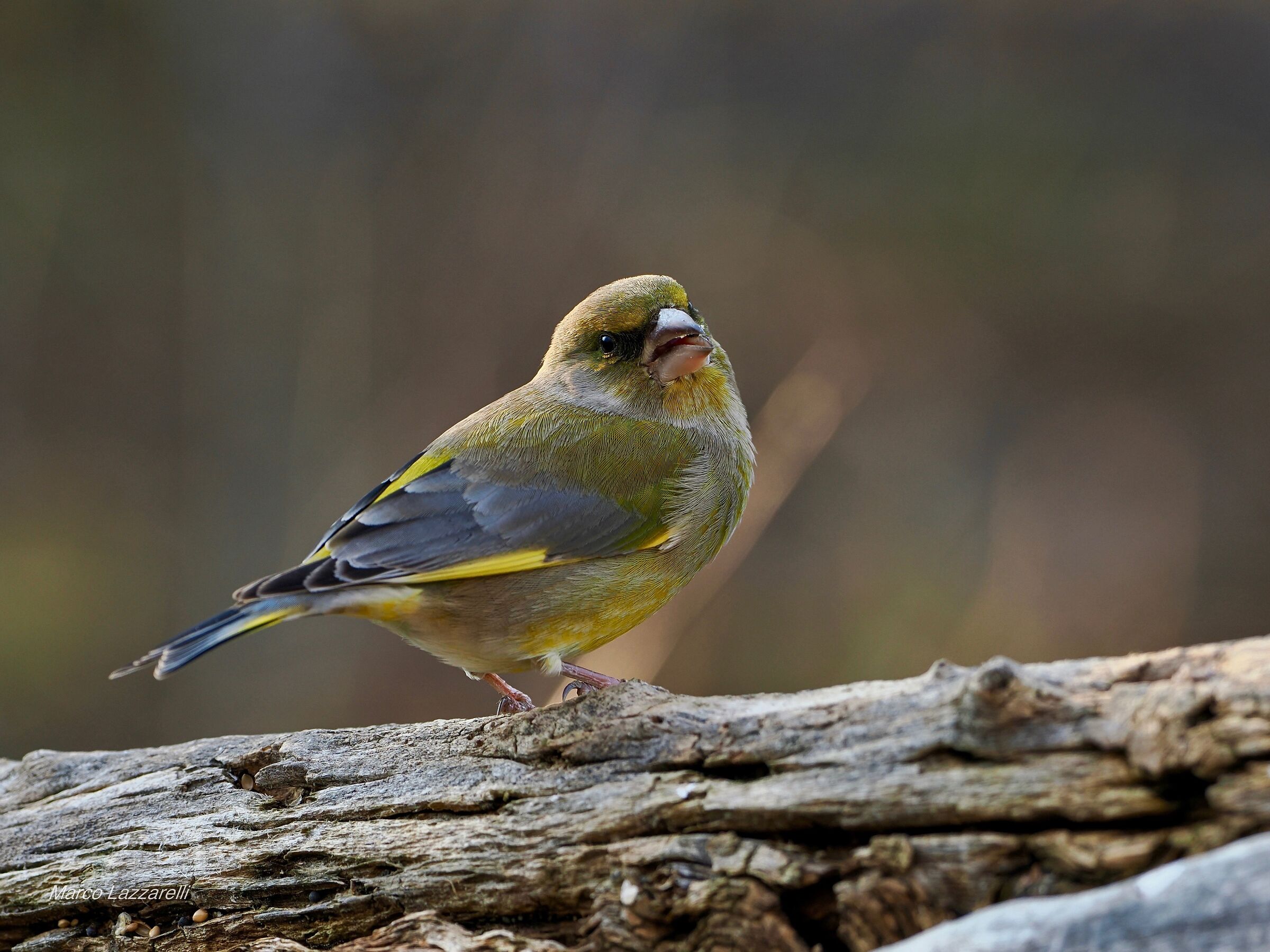 Greenfinch