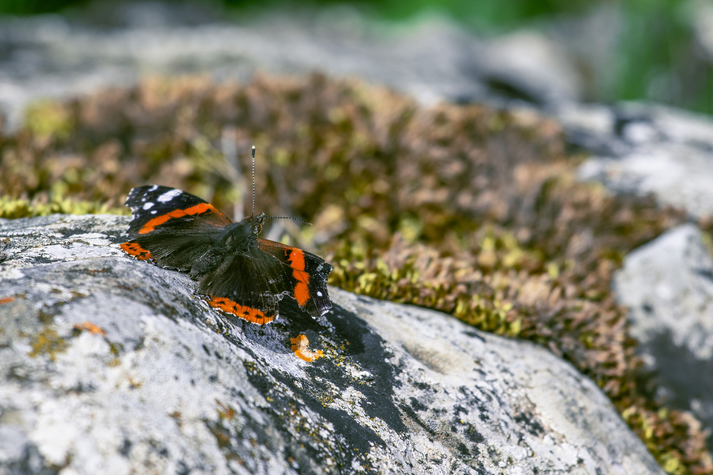 Un po' malconci, ma si vola comunque!