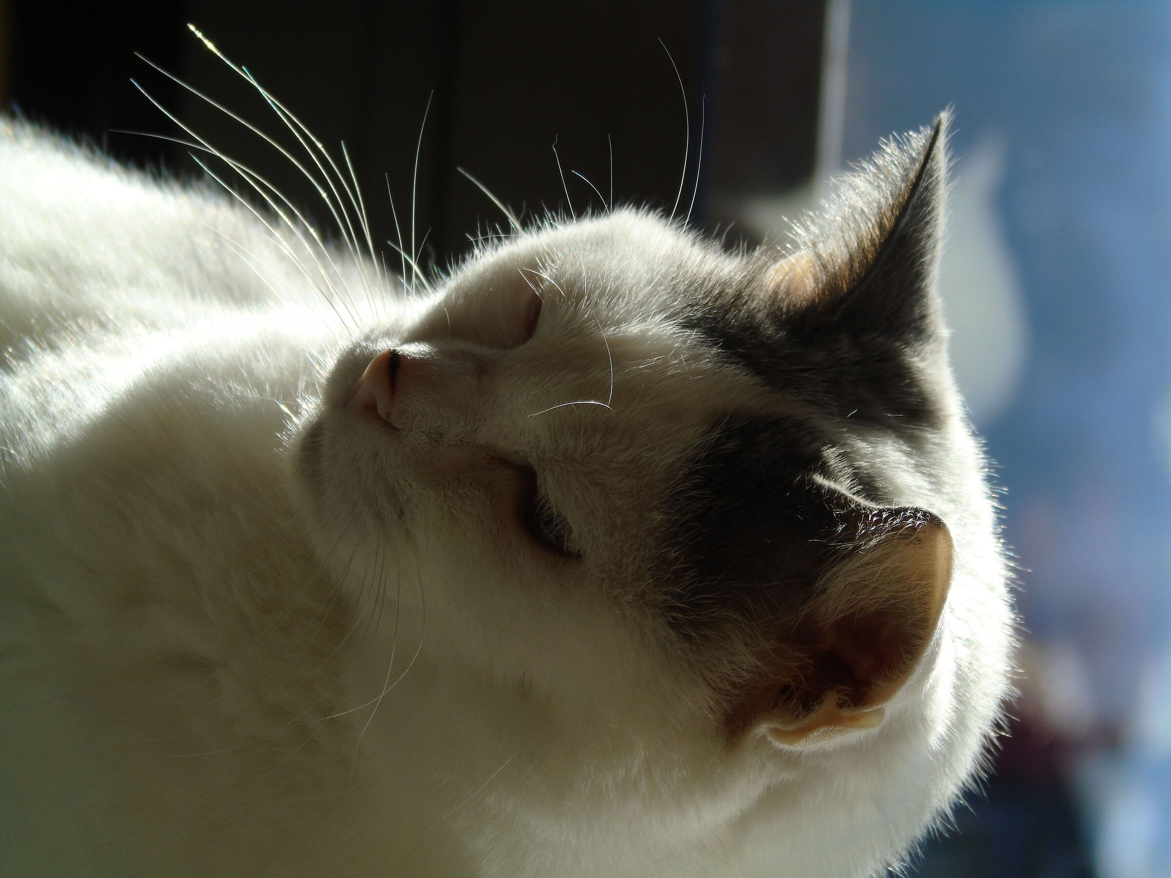 Lilly