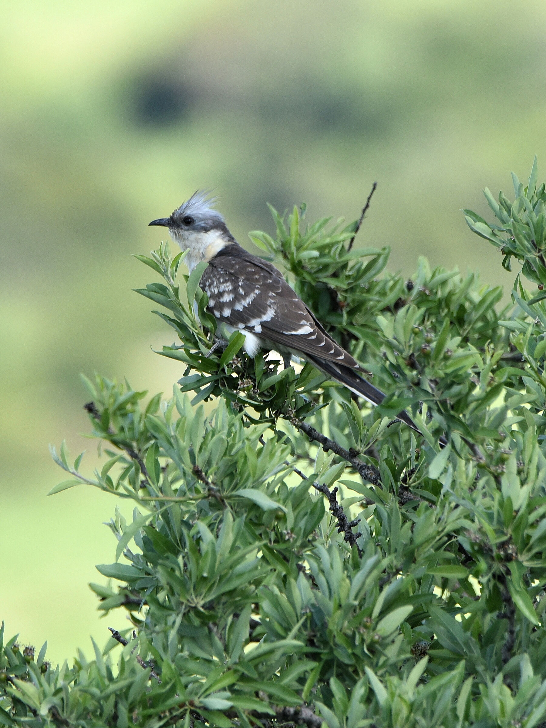Tufted Cuckoo
