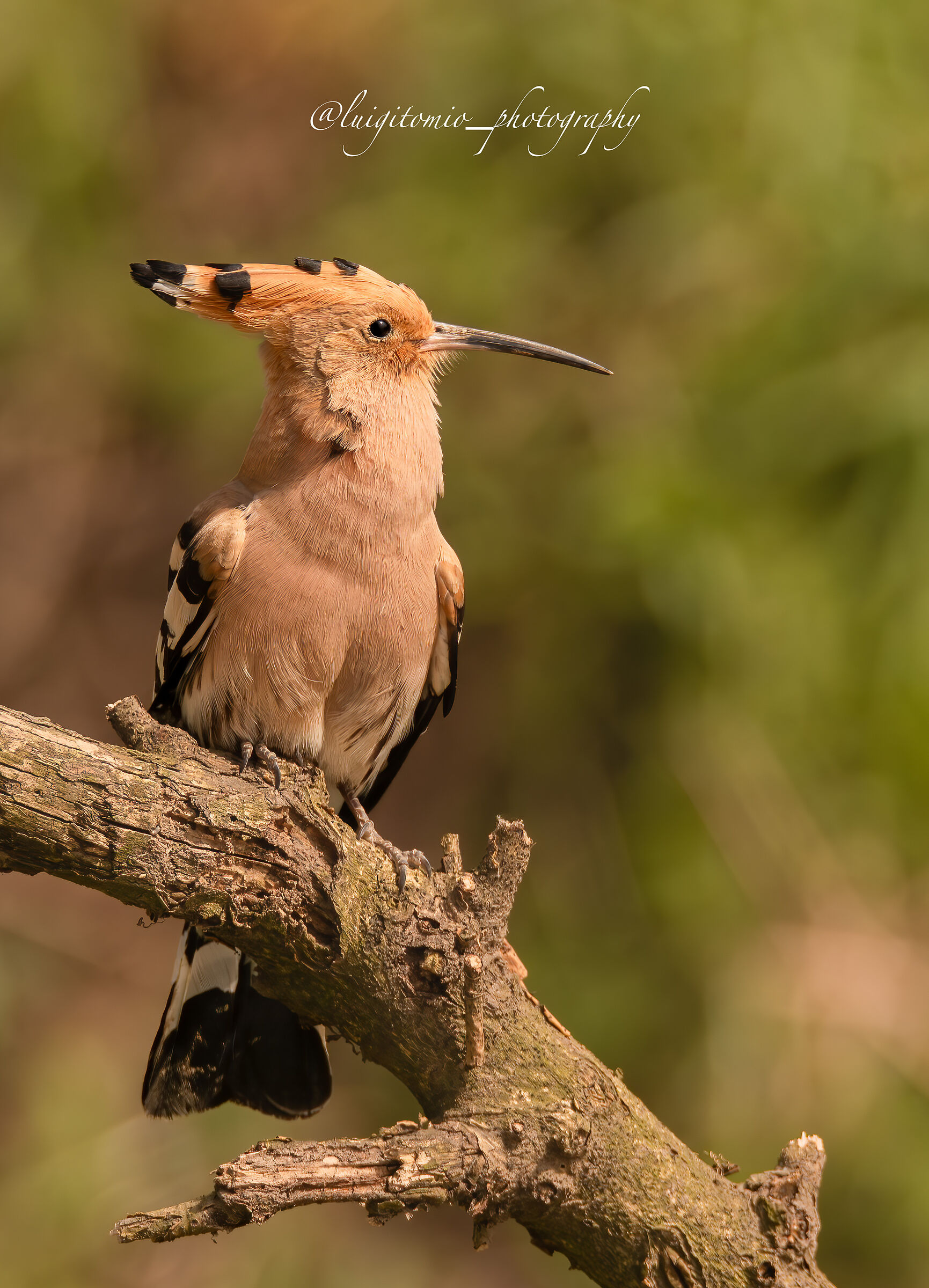 Hoopoe welcome back.