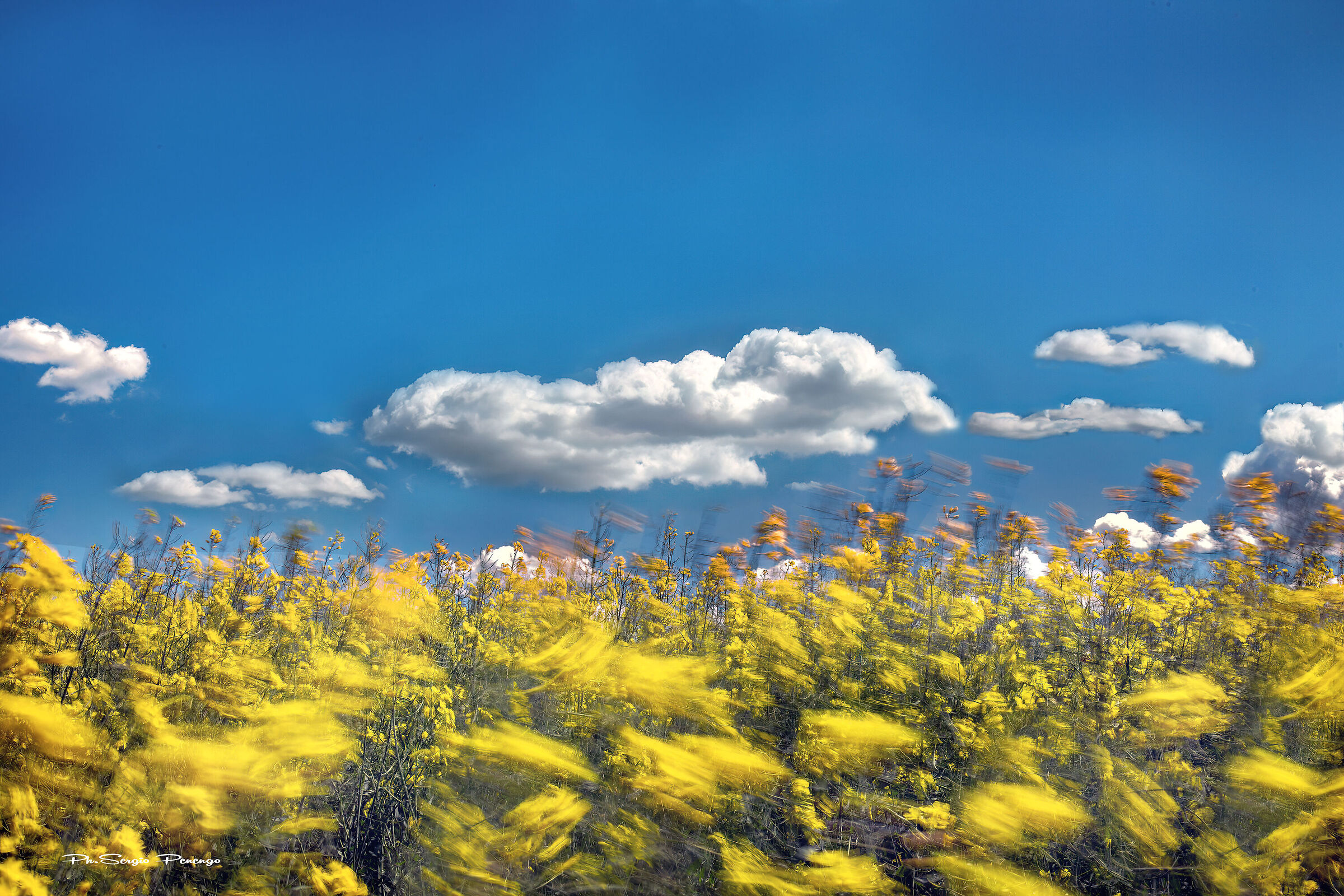 RAPESEED IN THE WIND
