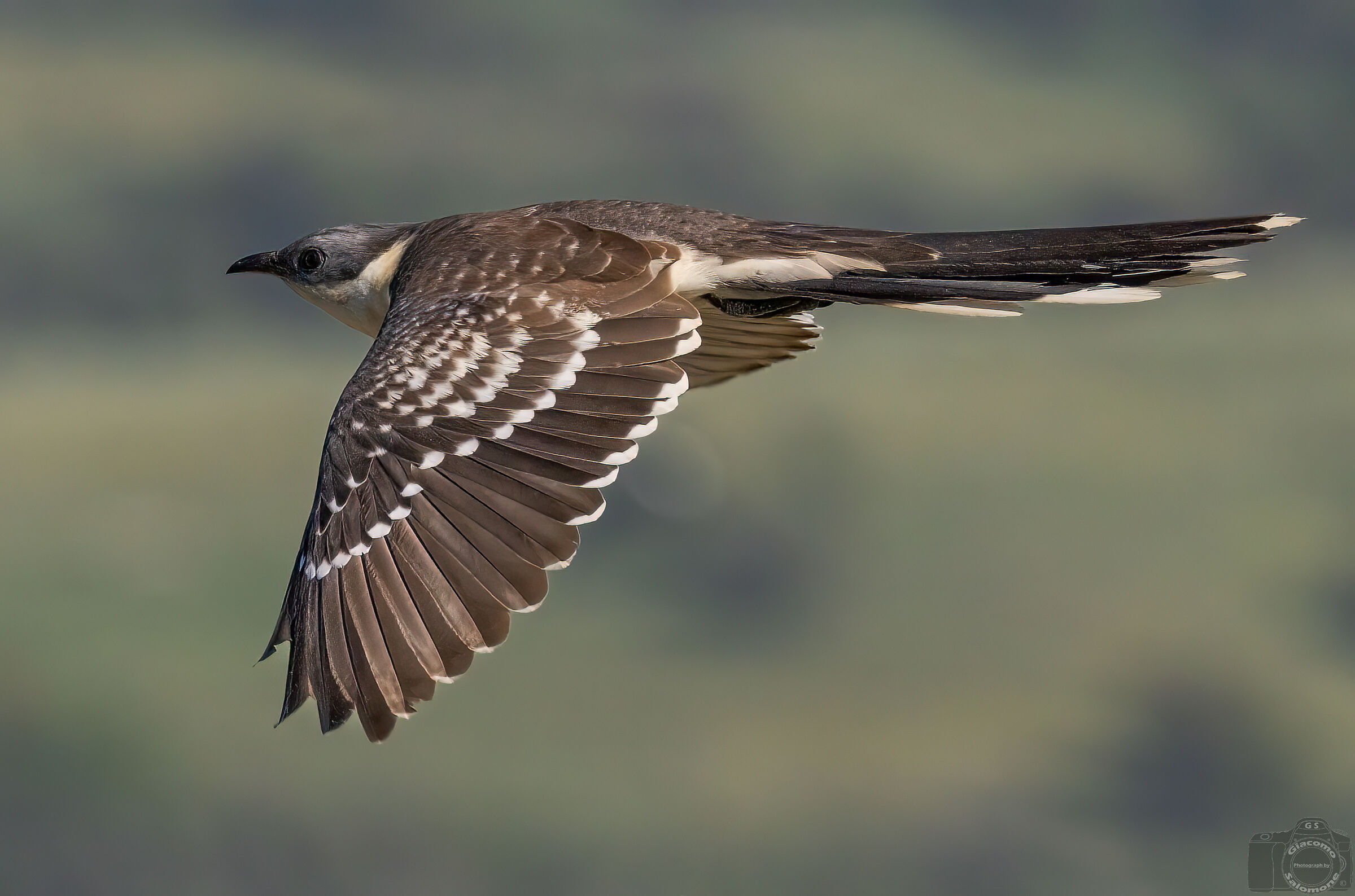 Tufted cuckoo in flight..
