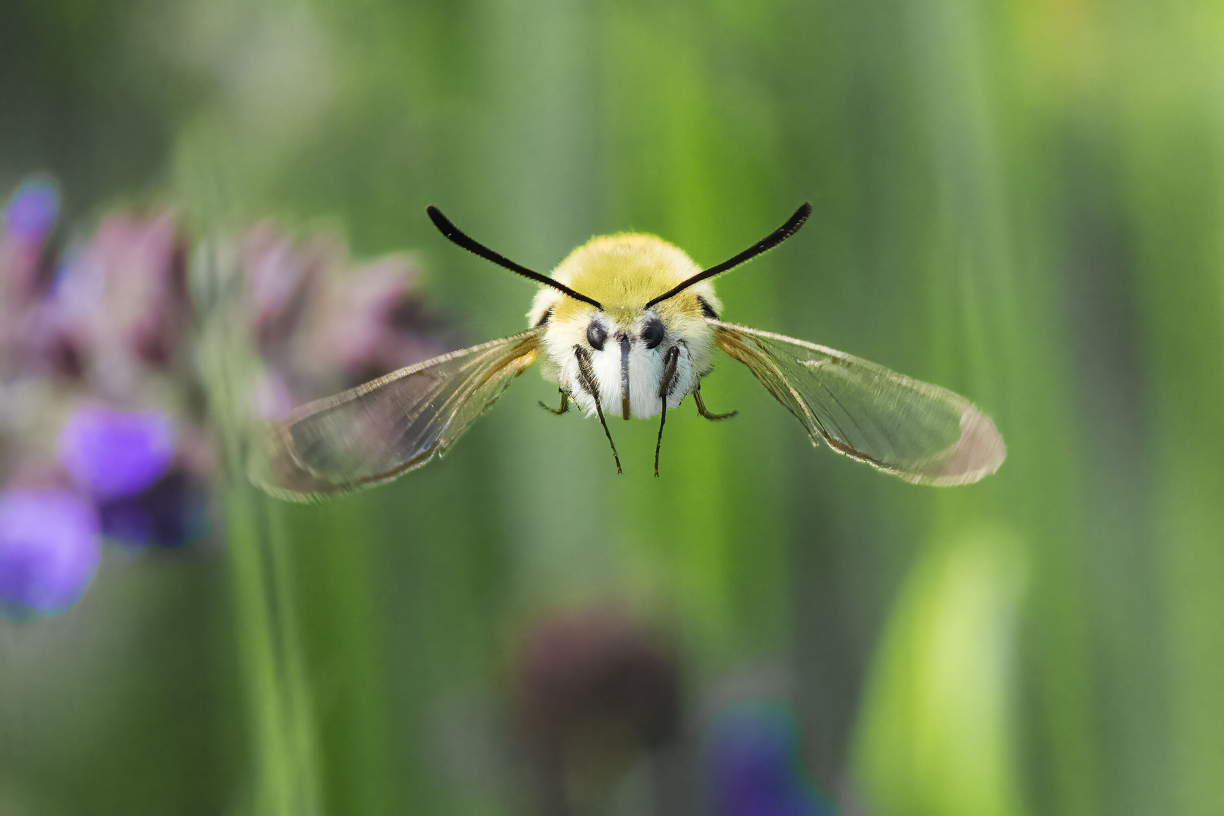 Hemaris Tityus