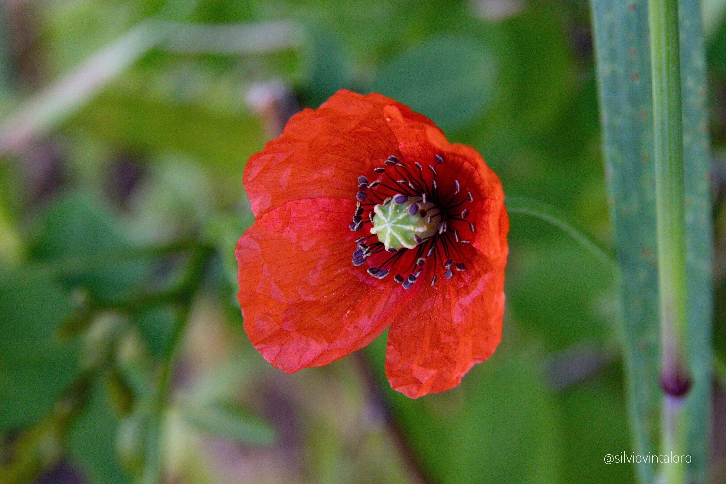 Poppy