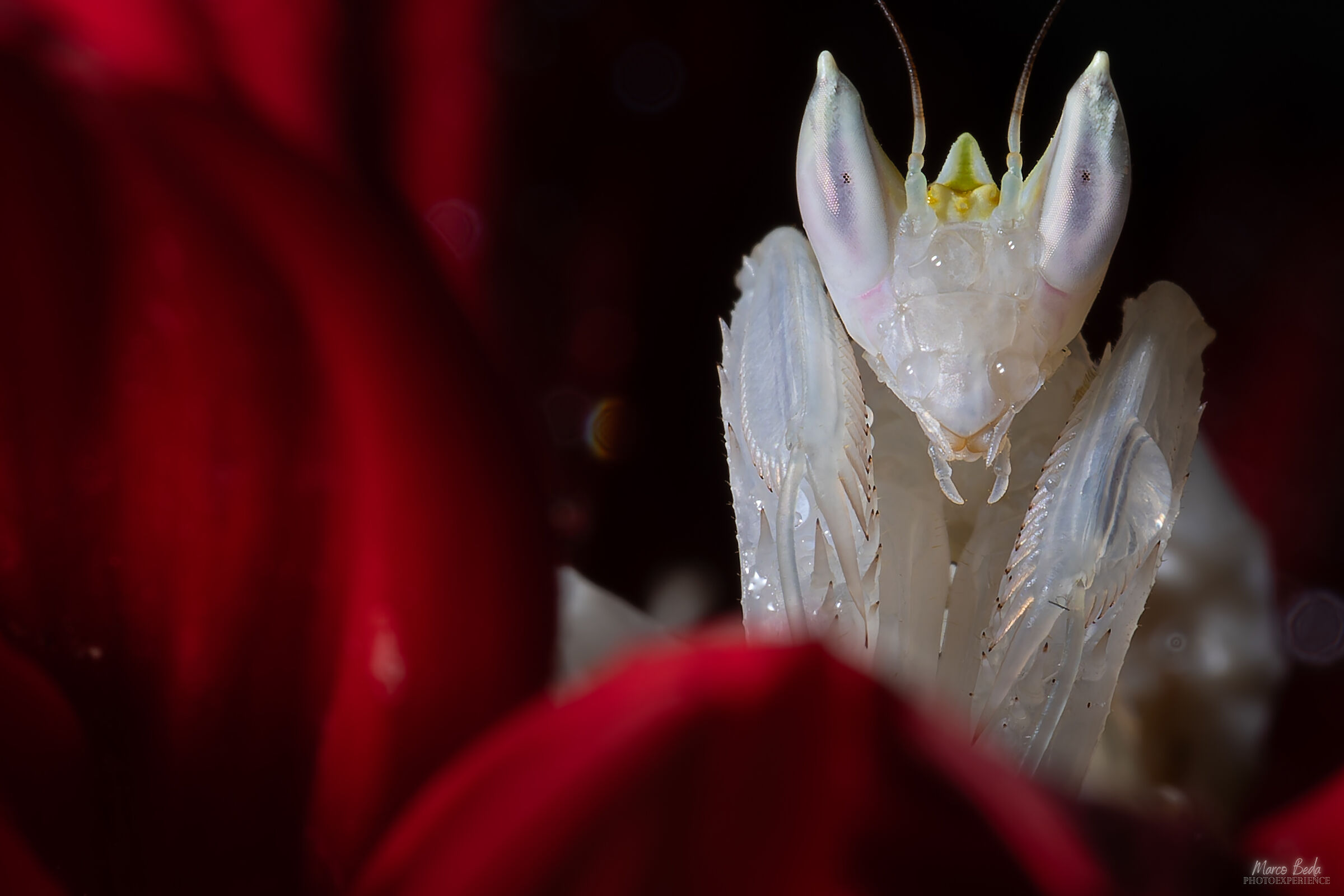 mantis