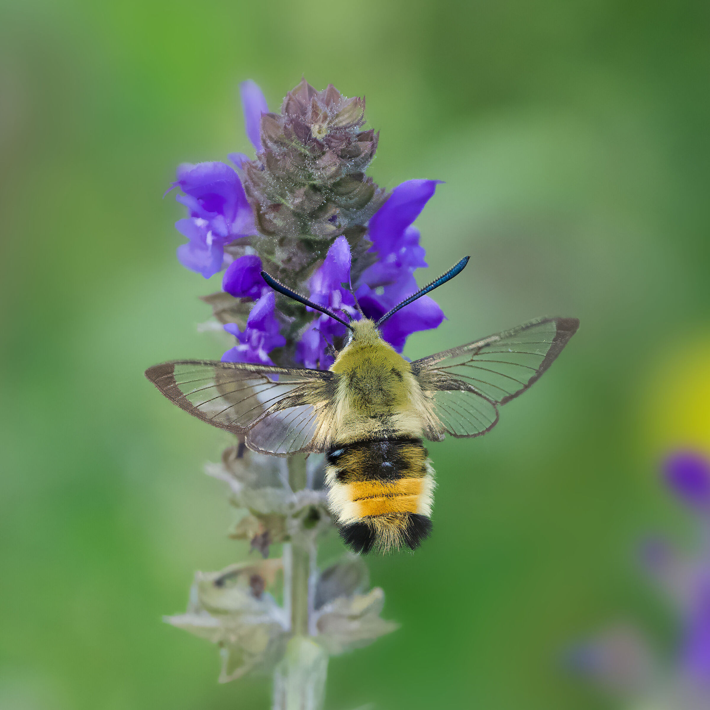 Hemaris tityus