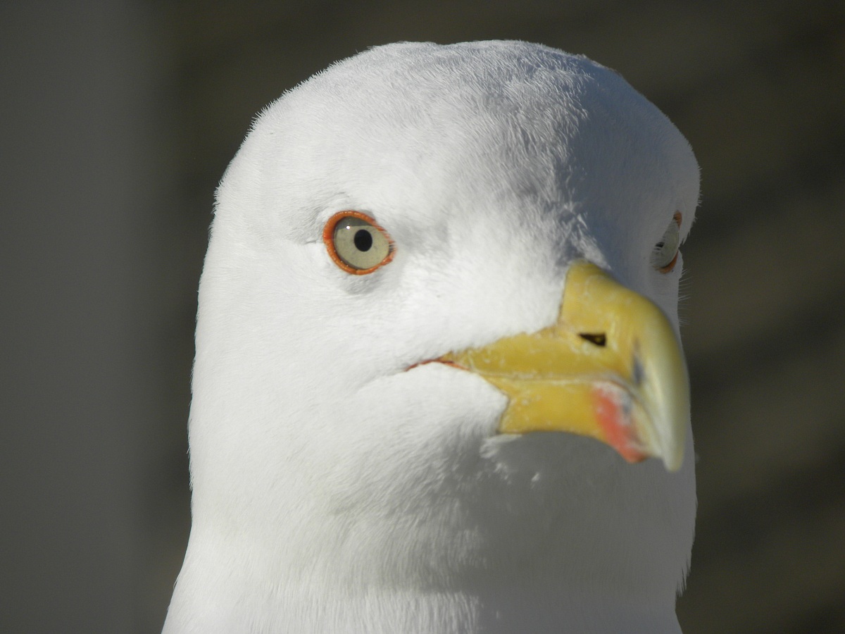 Seagull