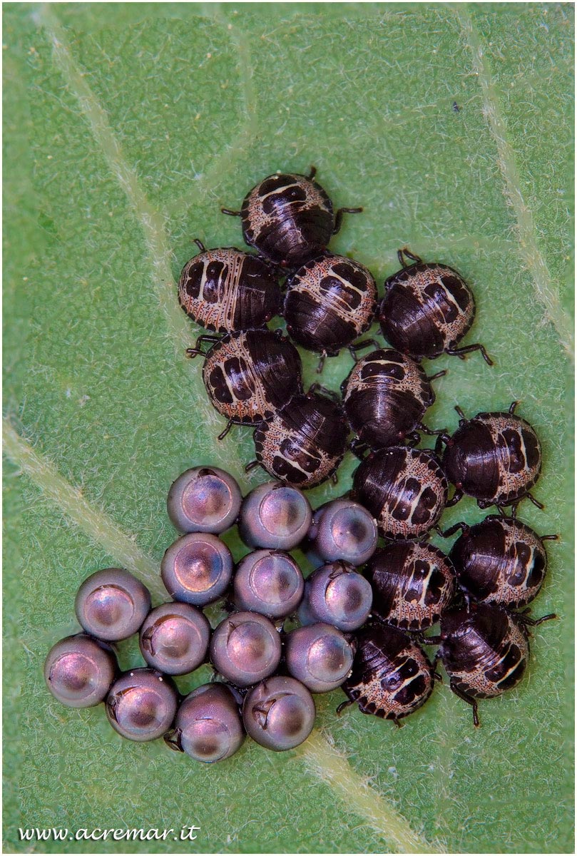 Uova e neanidi di pentatomidae