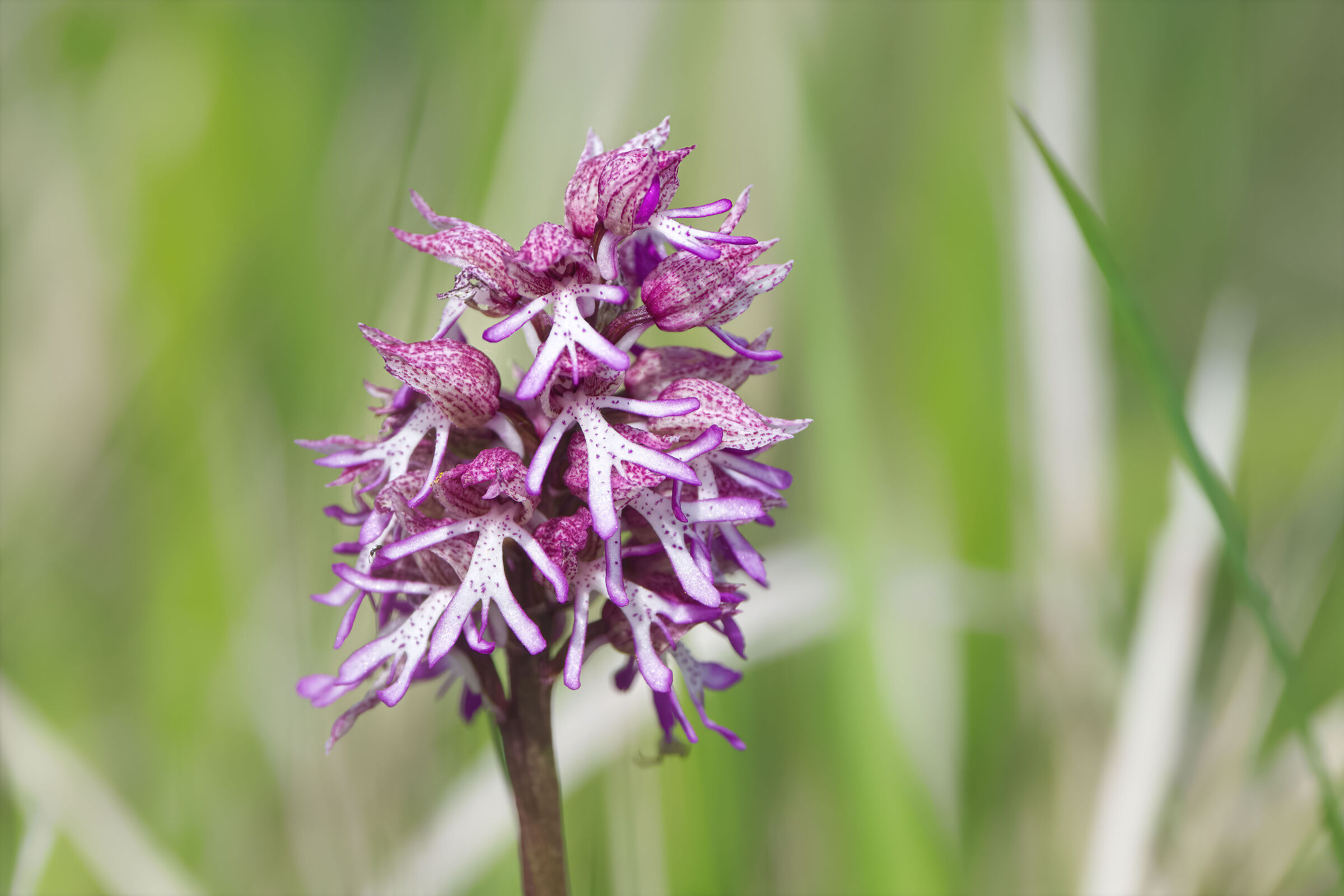 Orchis xangusticruriis ex Humn.