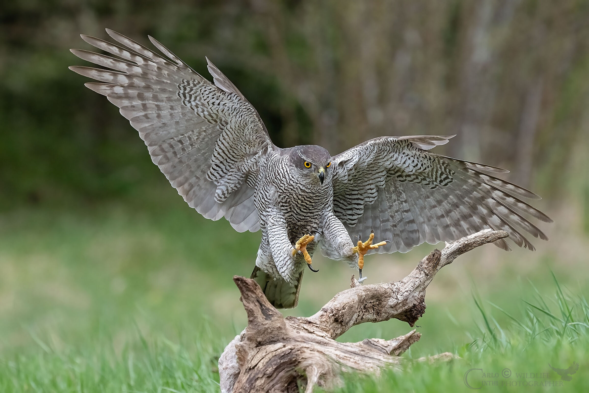 Goshawk