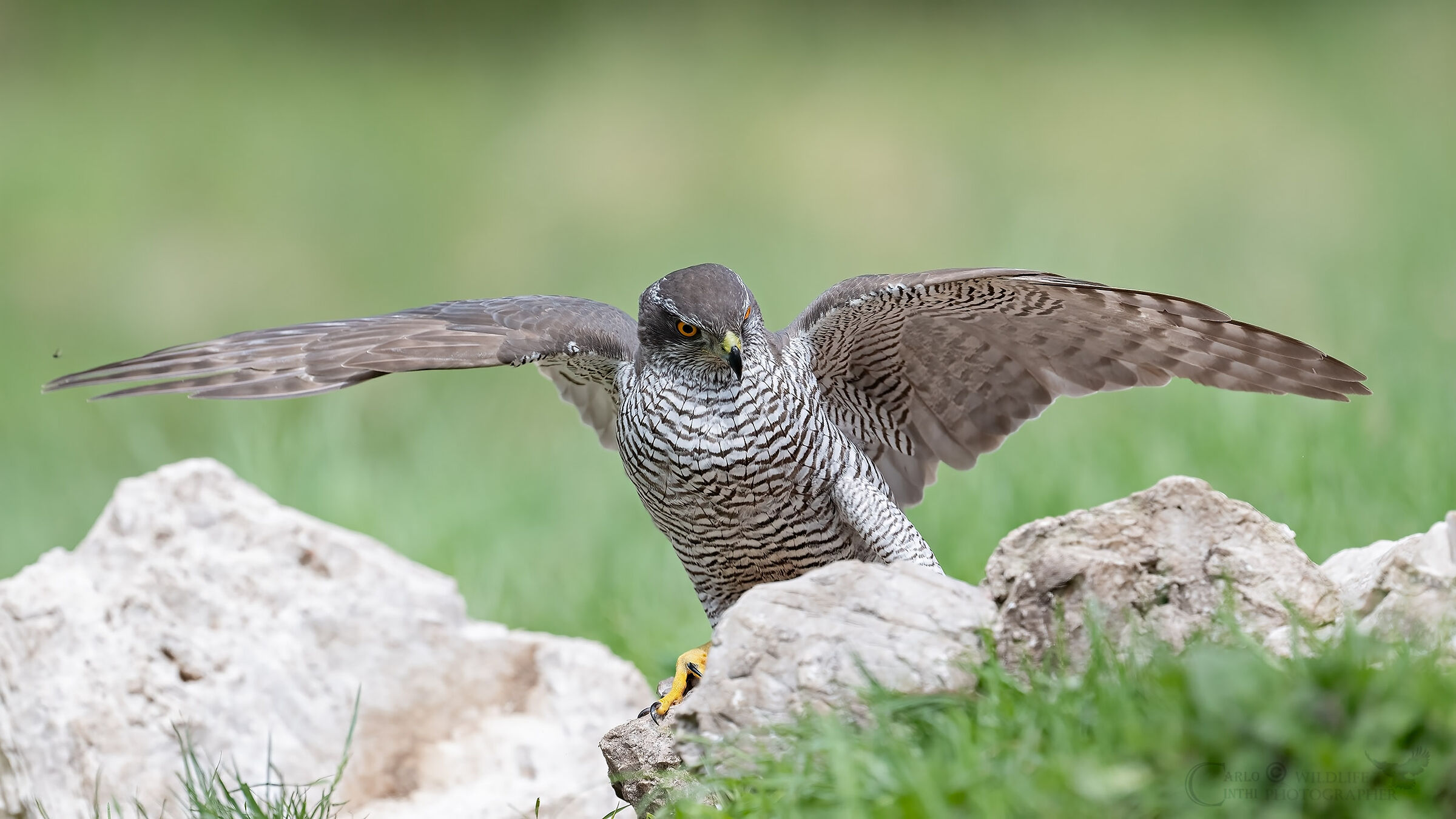 Goshawk