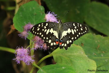 ButterflyHouse