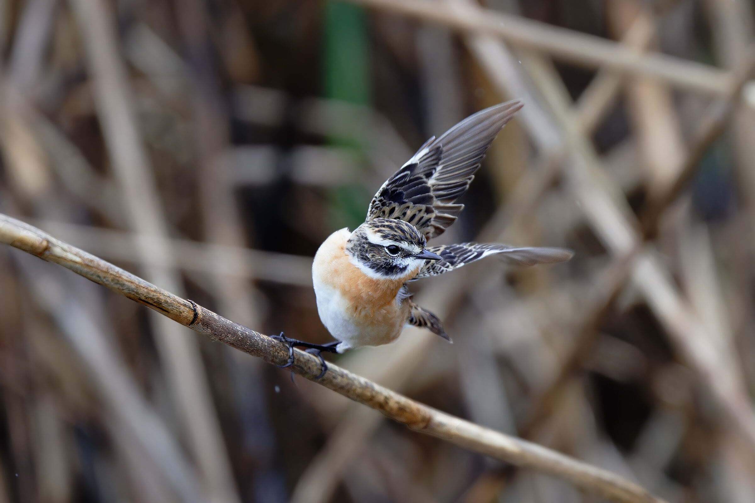 Whinchat