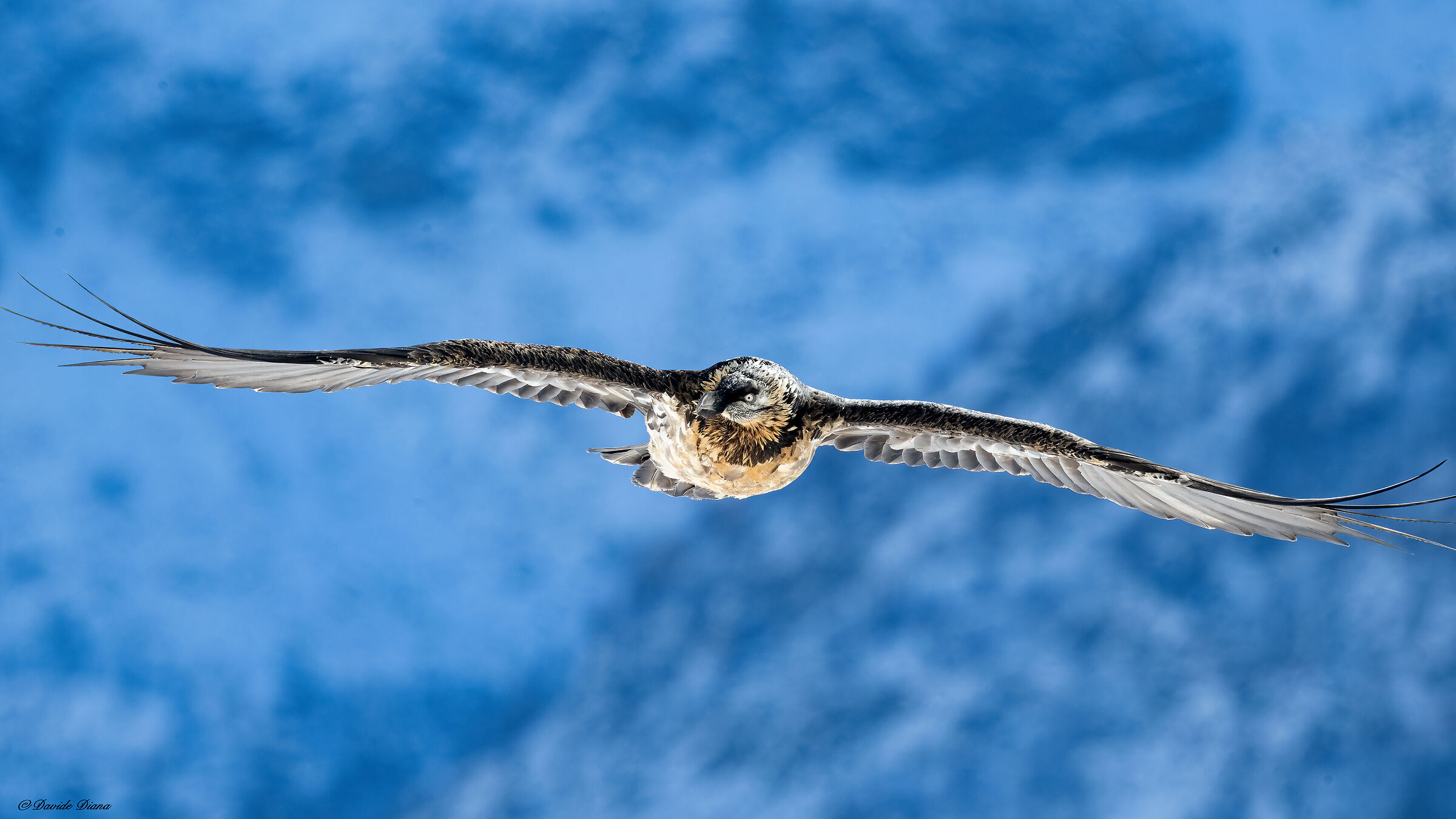 Gypaetus barbatus - Gran Paradiso National Park