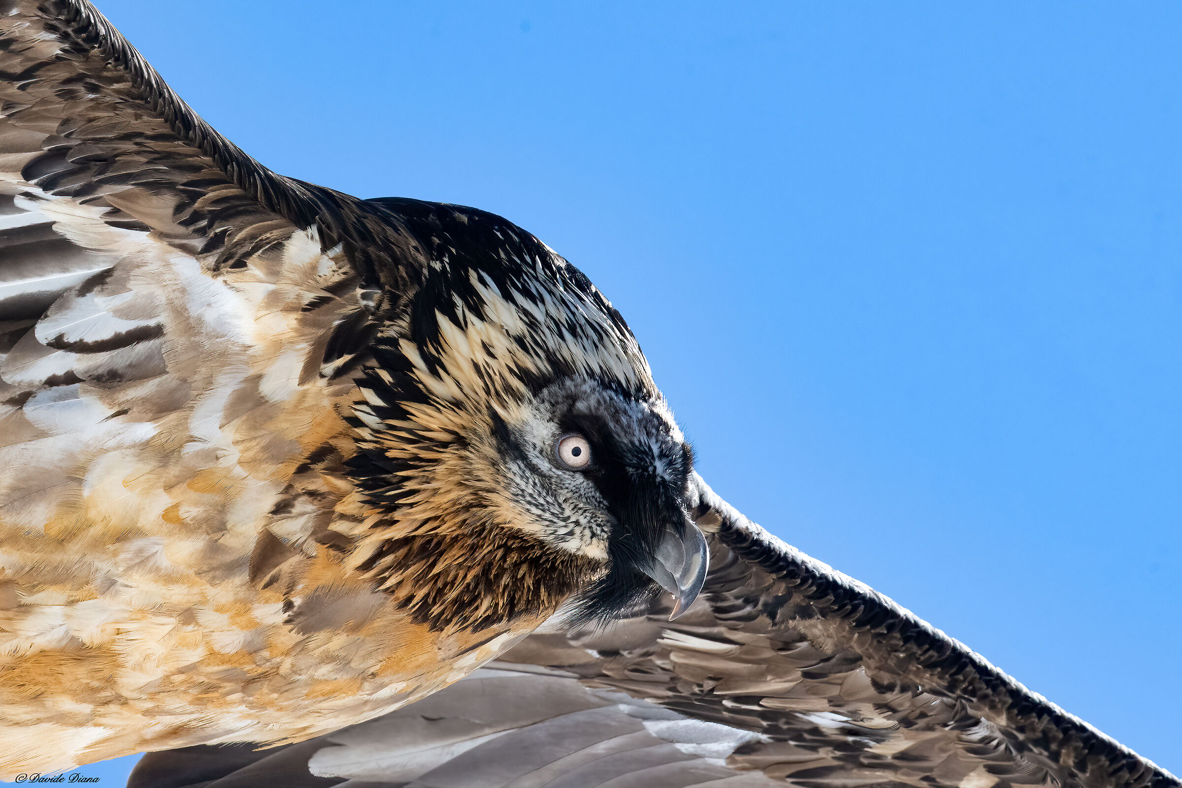Gypaetus barbatus - Gran Paradiso National Park