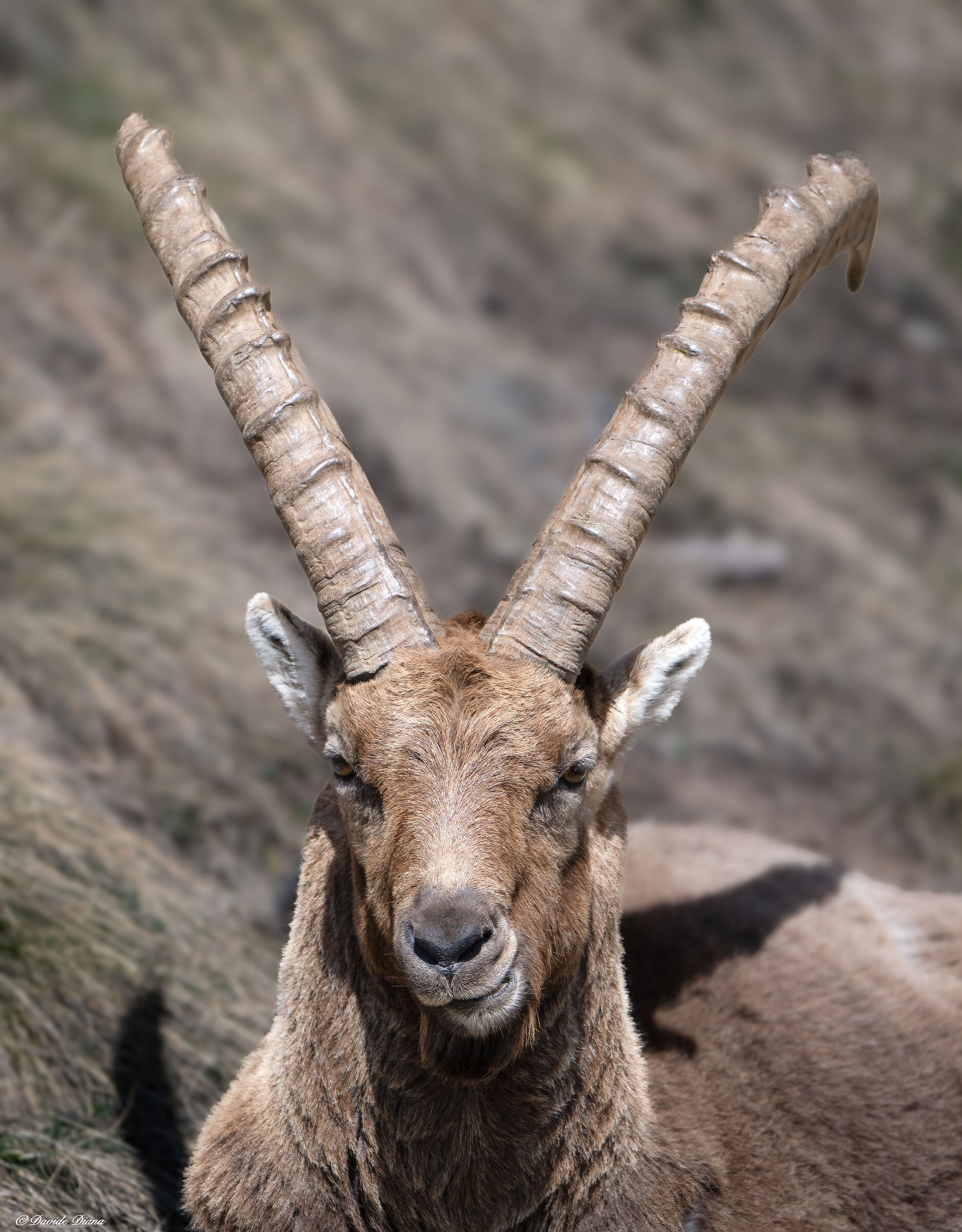 Ibex - Gran Paradiso National Park