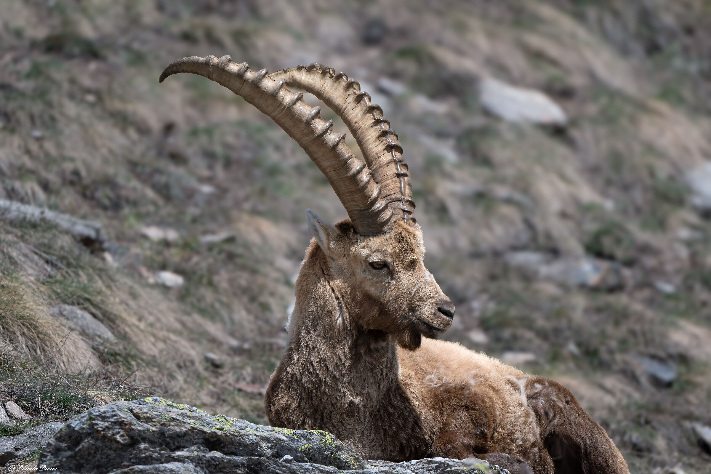 Ibex - Gran Paradiso National Park