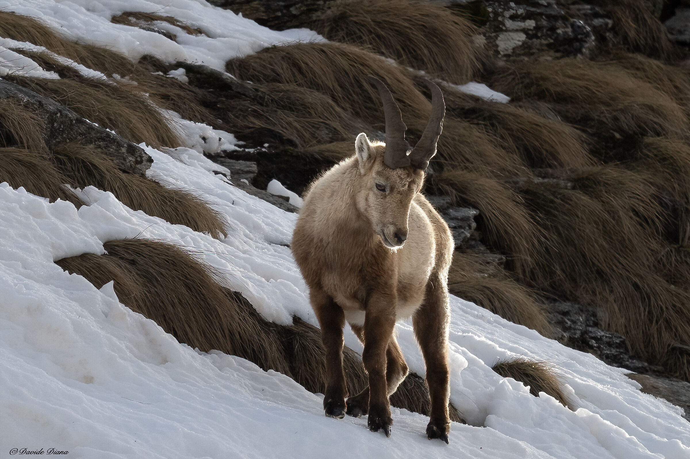 Ibex - Gran Paradiso National Park