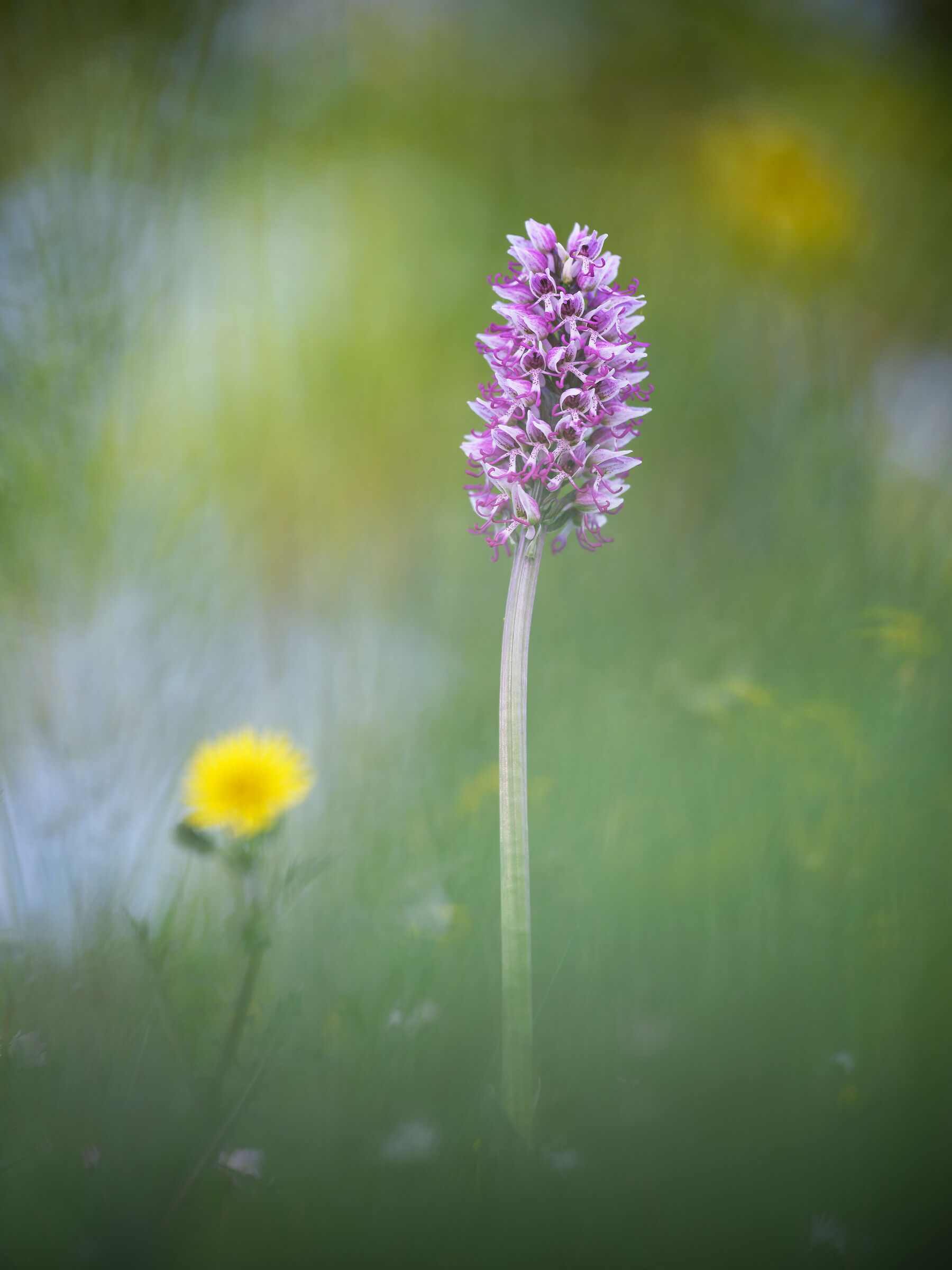 Orchis simia