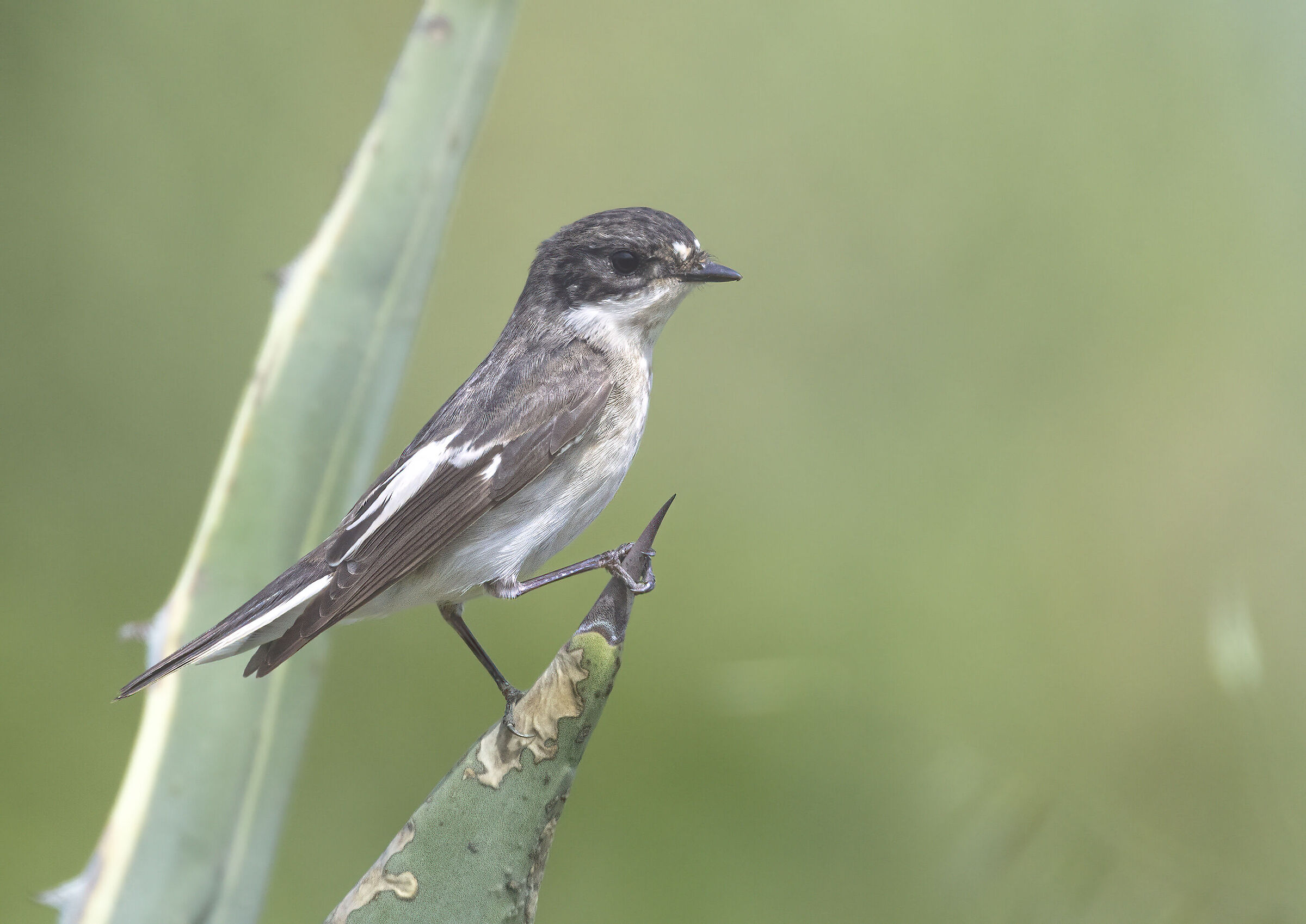 balia nera su agave, ventotene 24