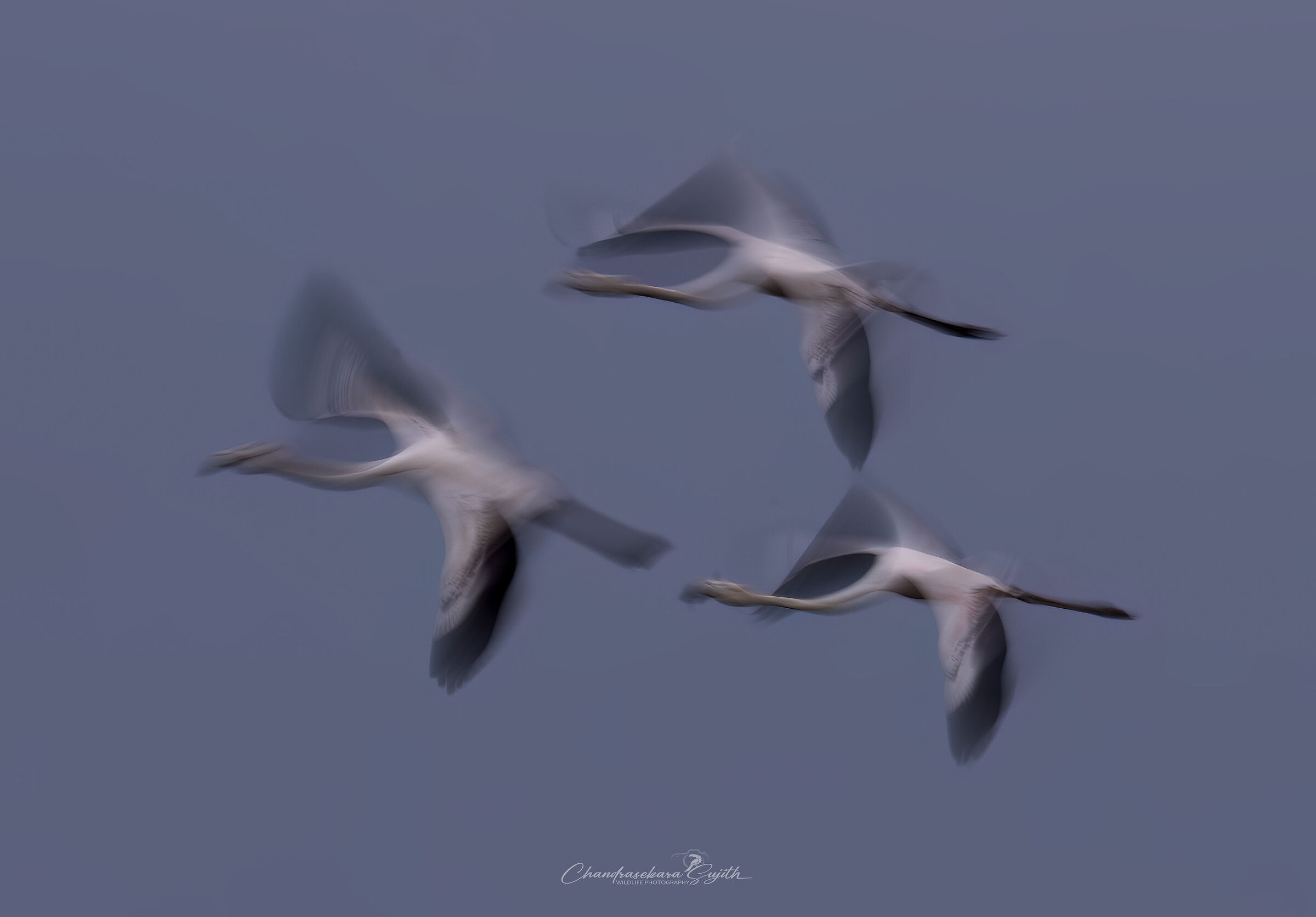 Pink Flamingos Shot Low Tempo