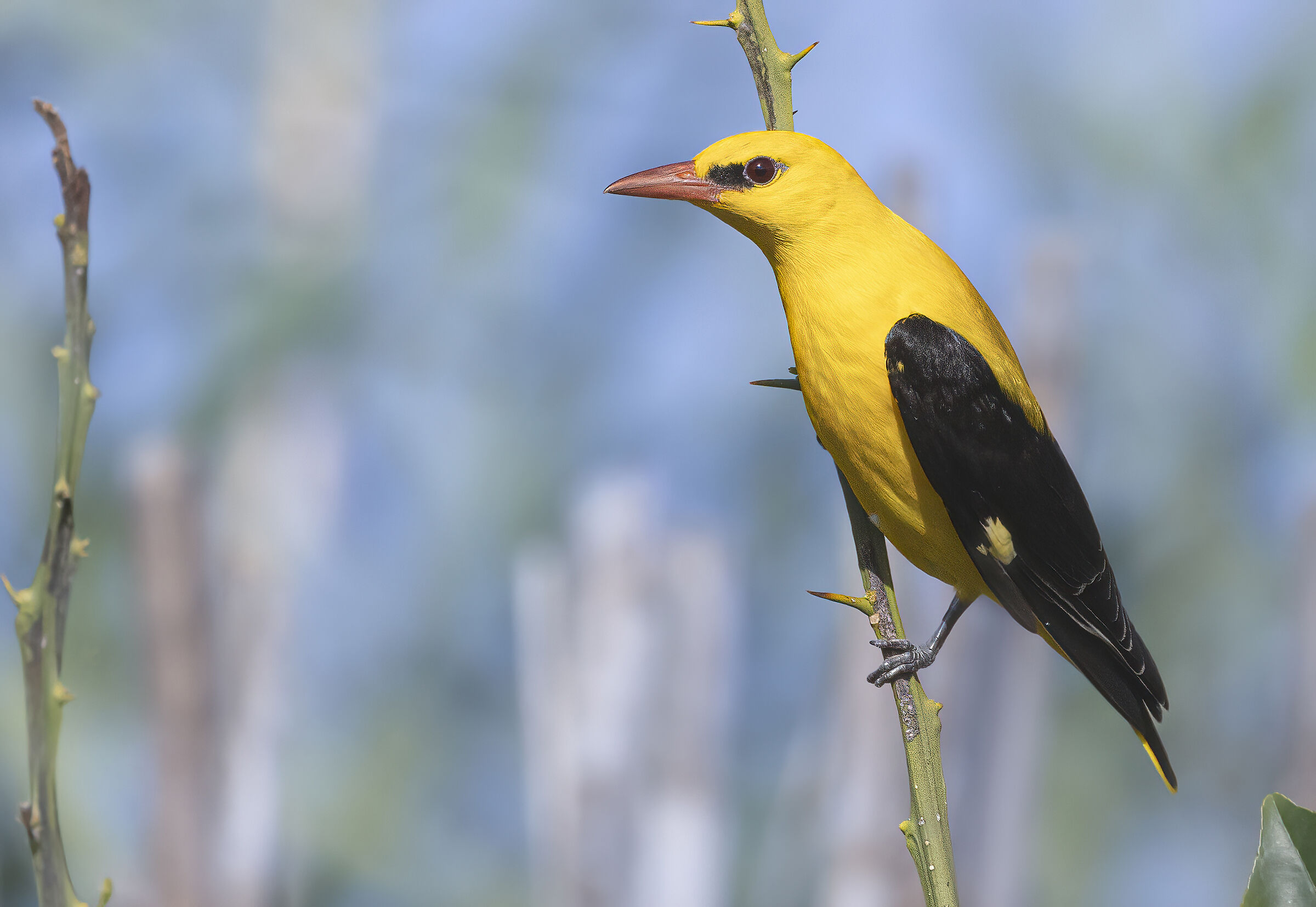 il maestro del colore, rigogolo
