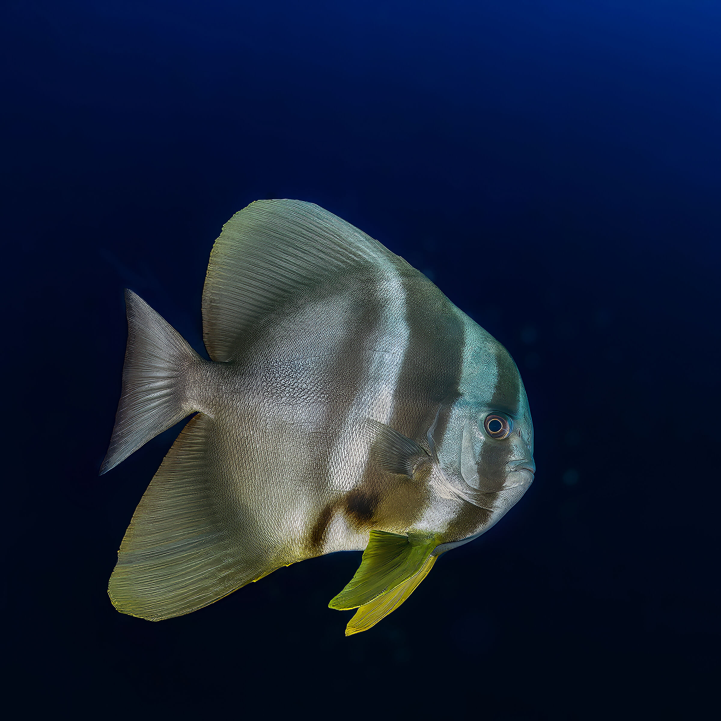 Bat Fish