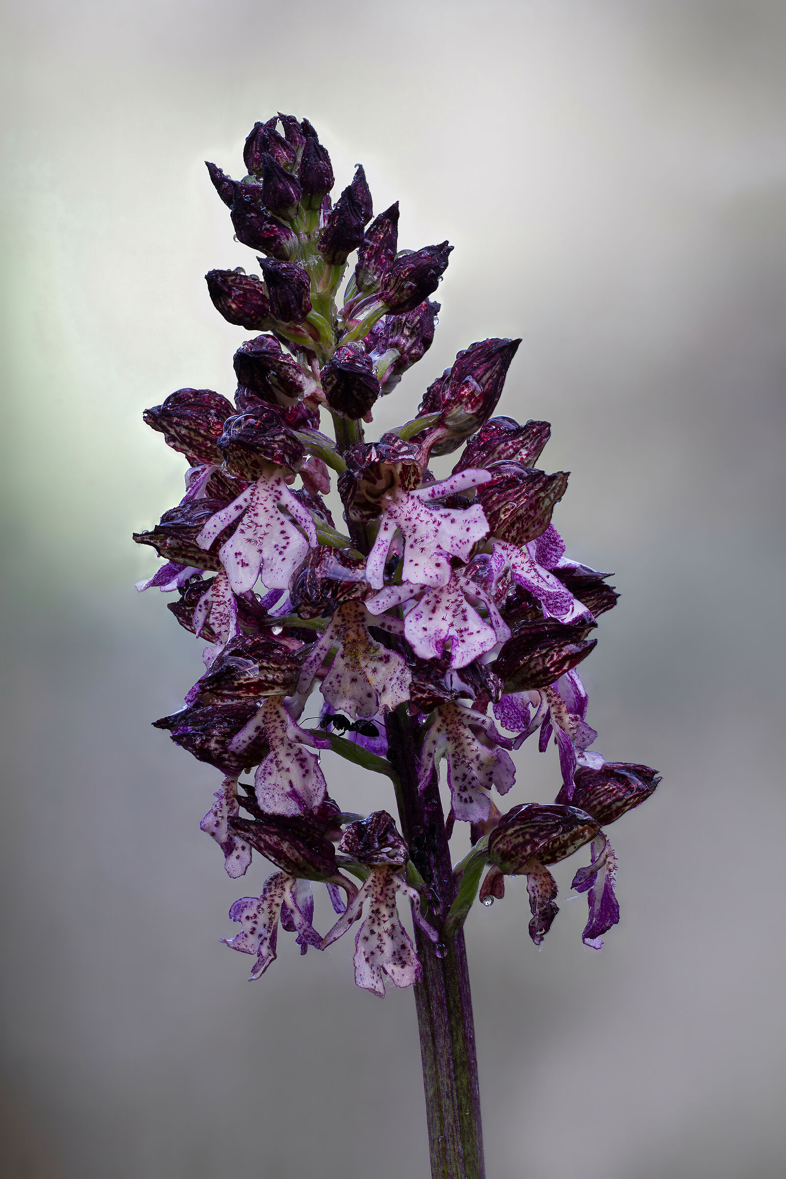 Orchis purpurea
