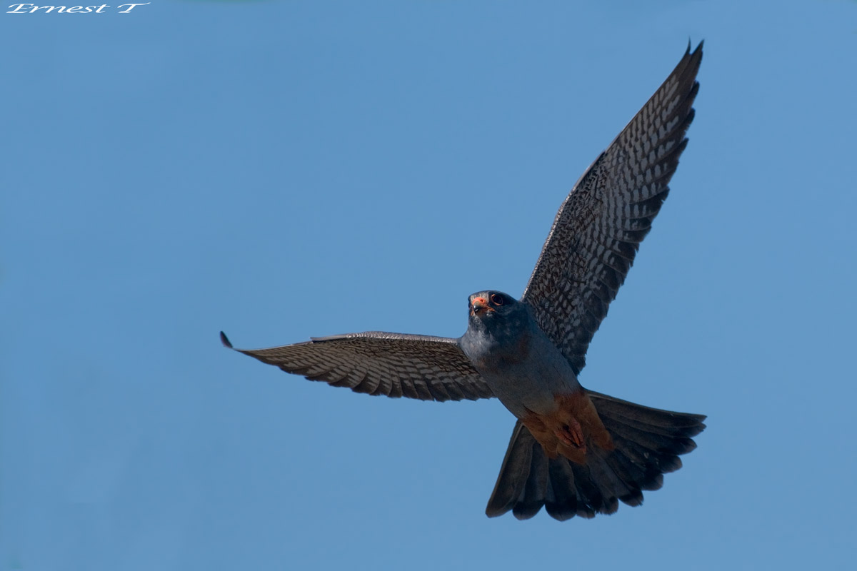 Falco Cuculo Maschio