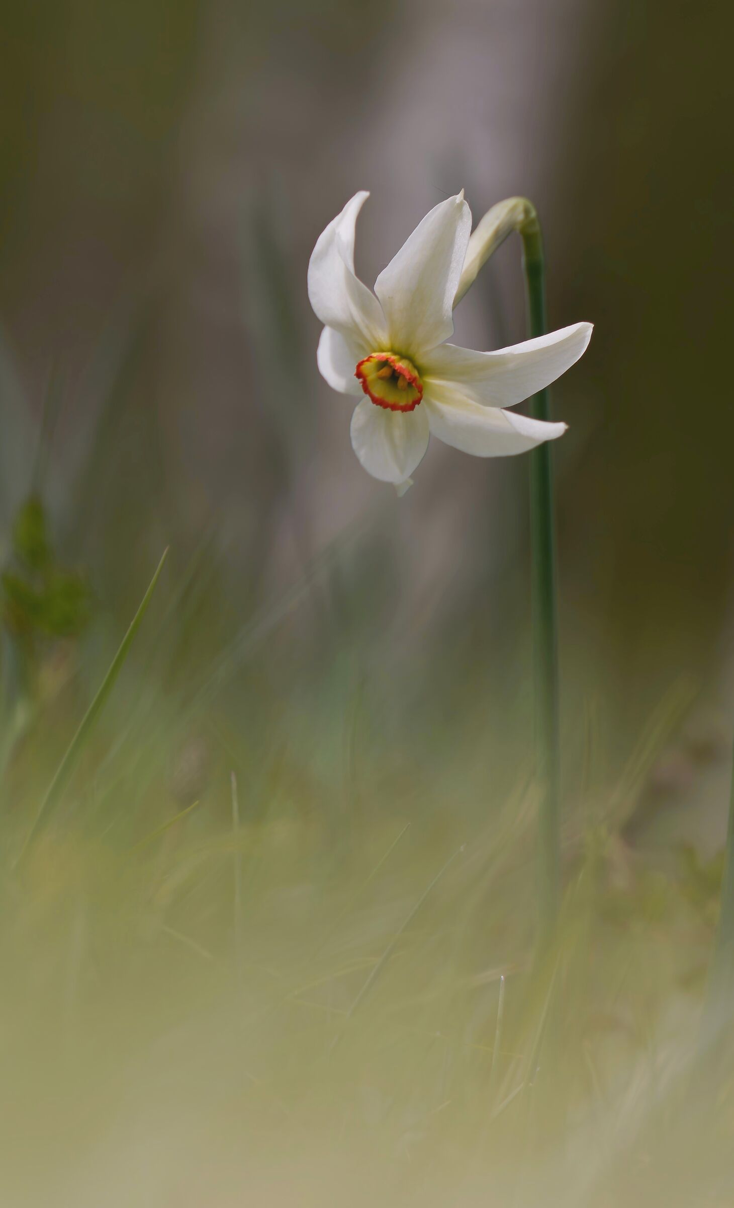 At the foot of the birch trees