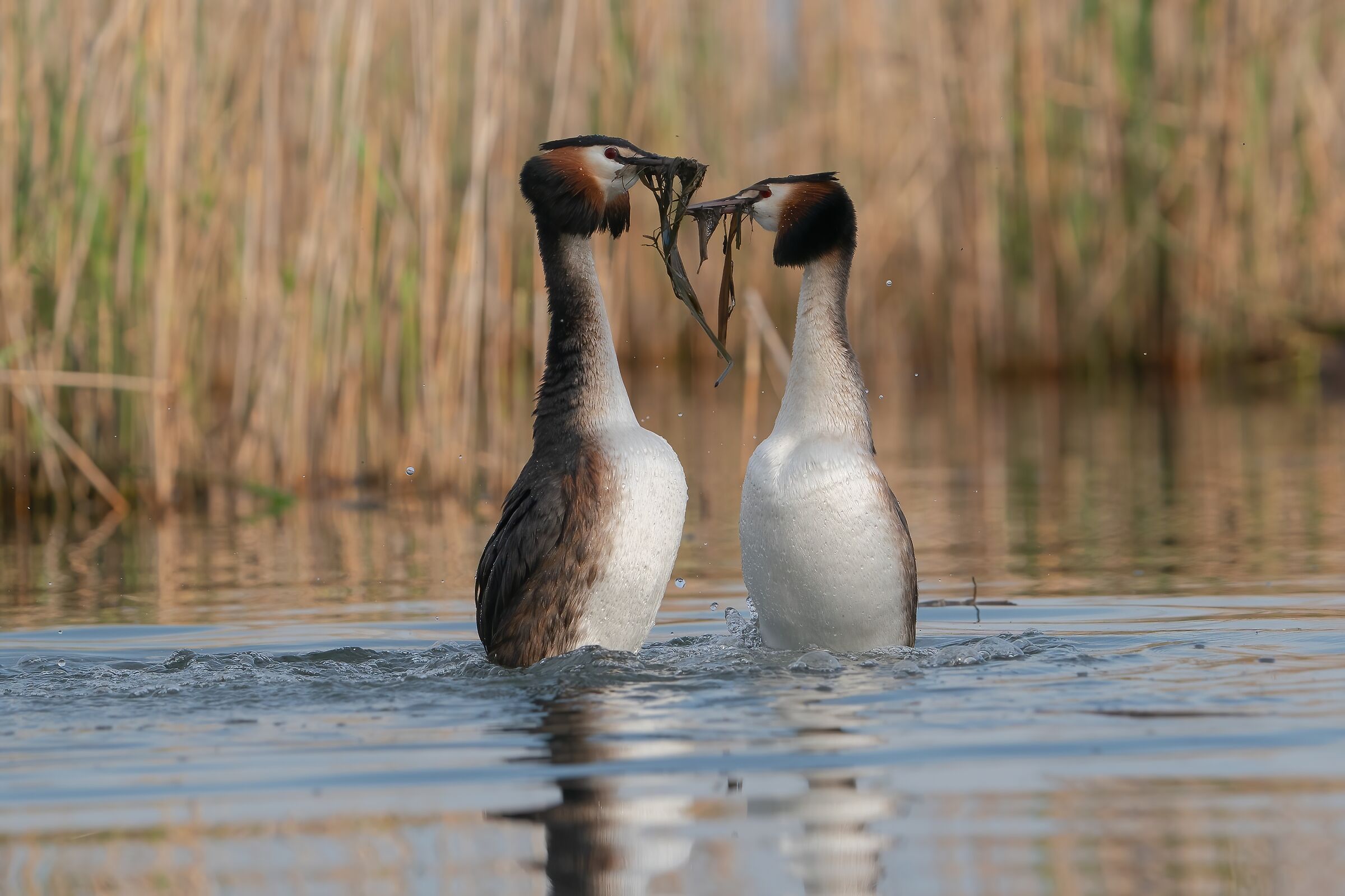 Great crested grebe