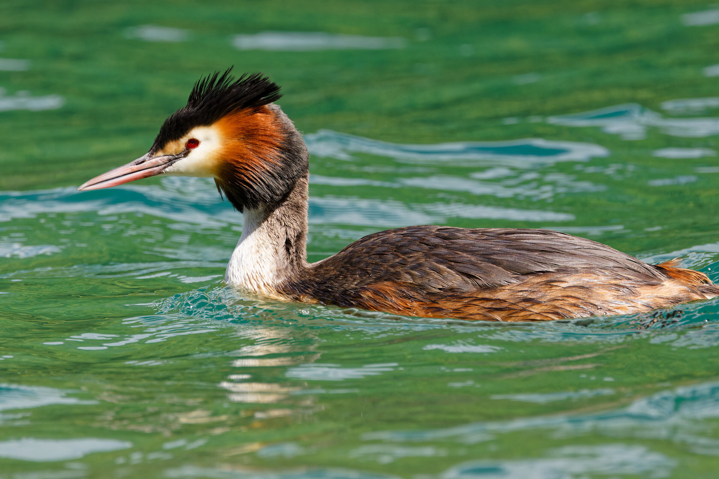 Great Crested Grebe, Imbersago (LC)