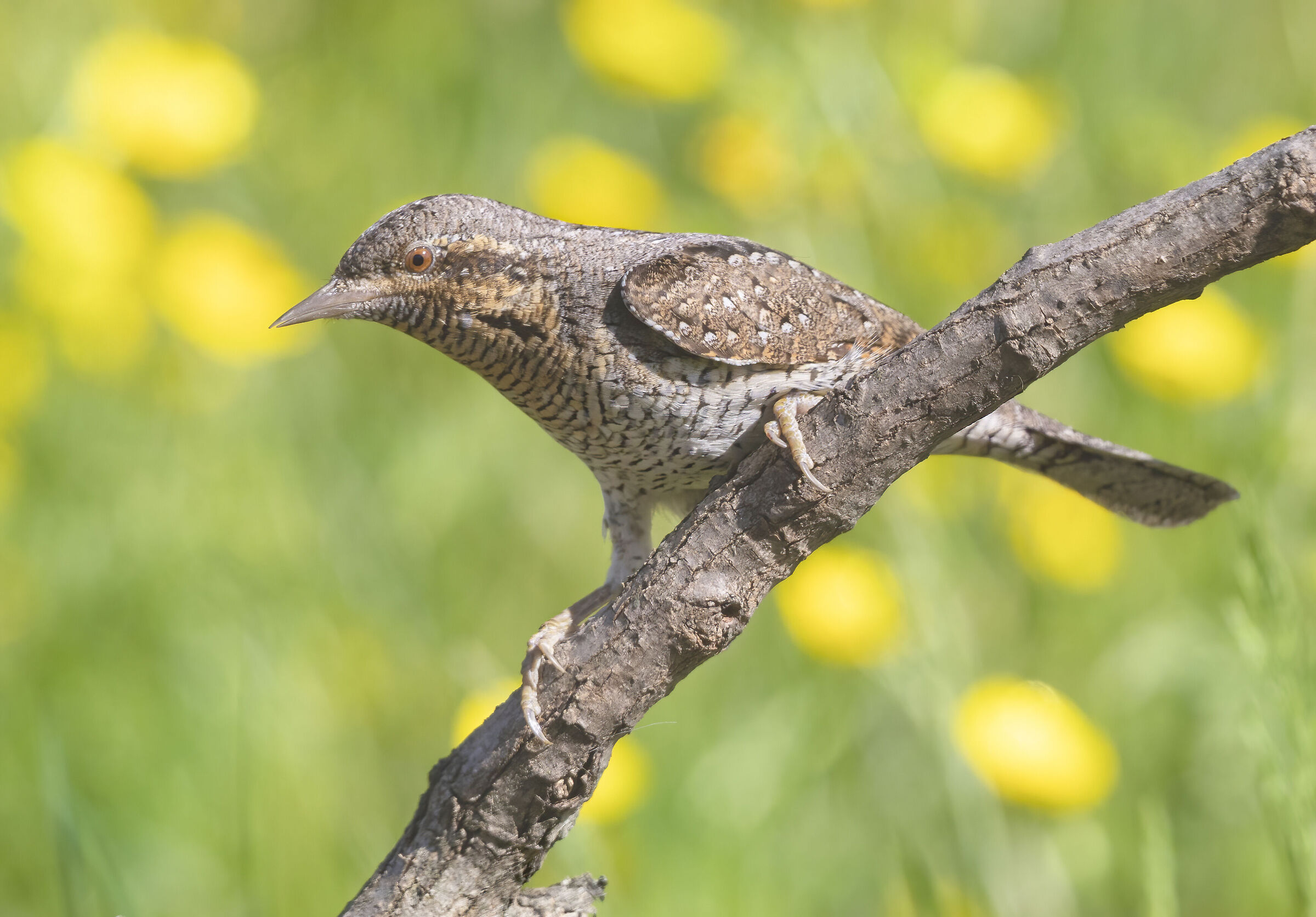 in azione tra i fiori di campo, torcicollo