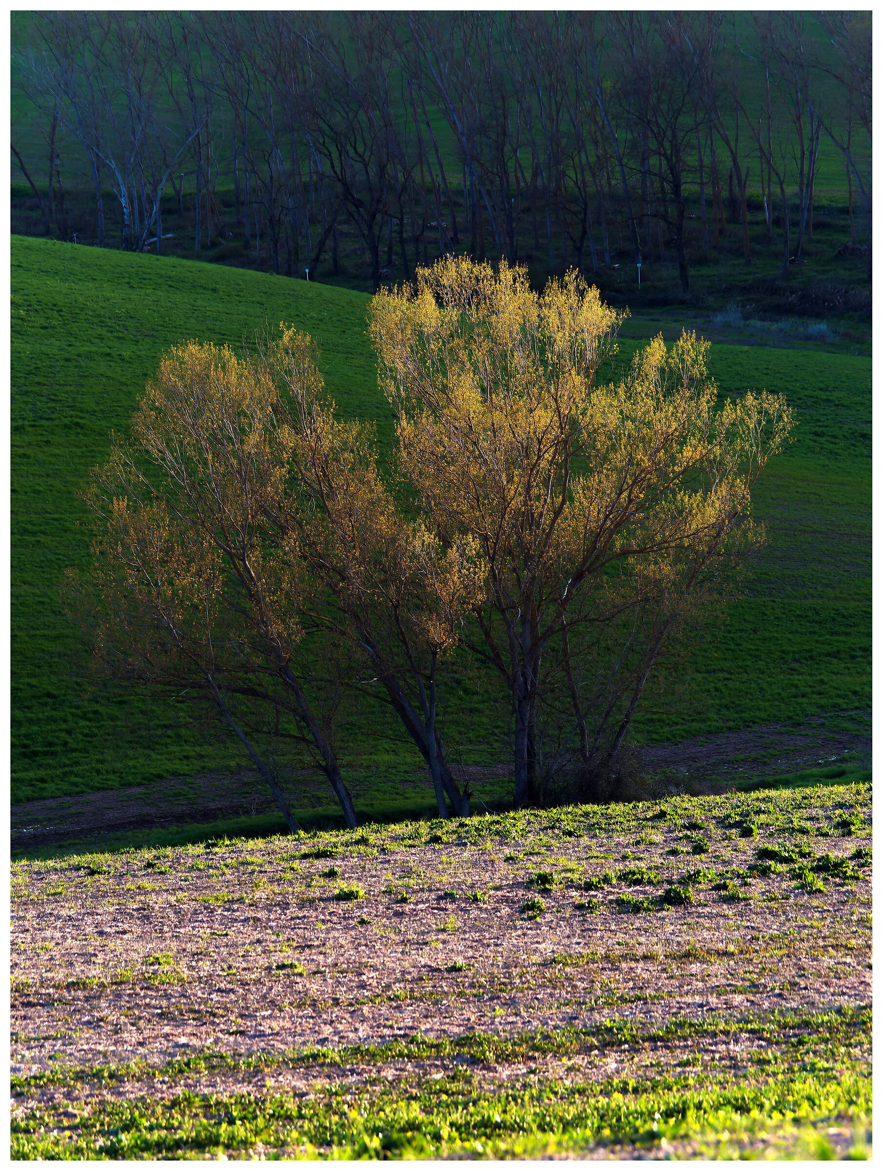 Val d'Orcia
