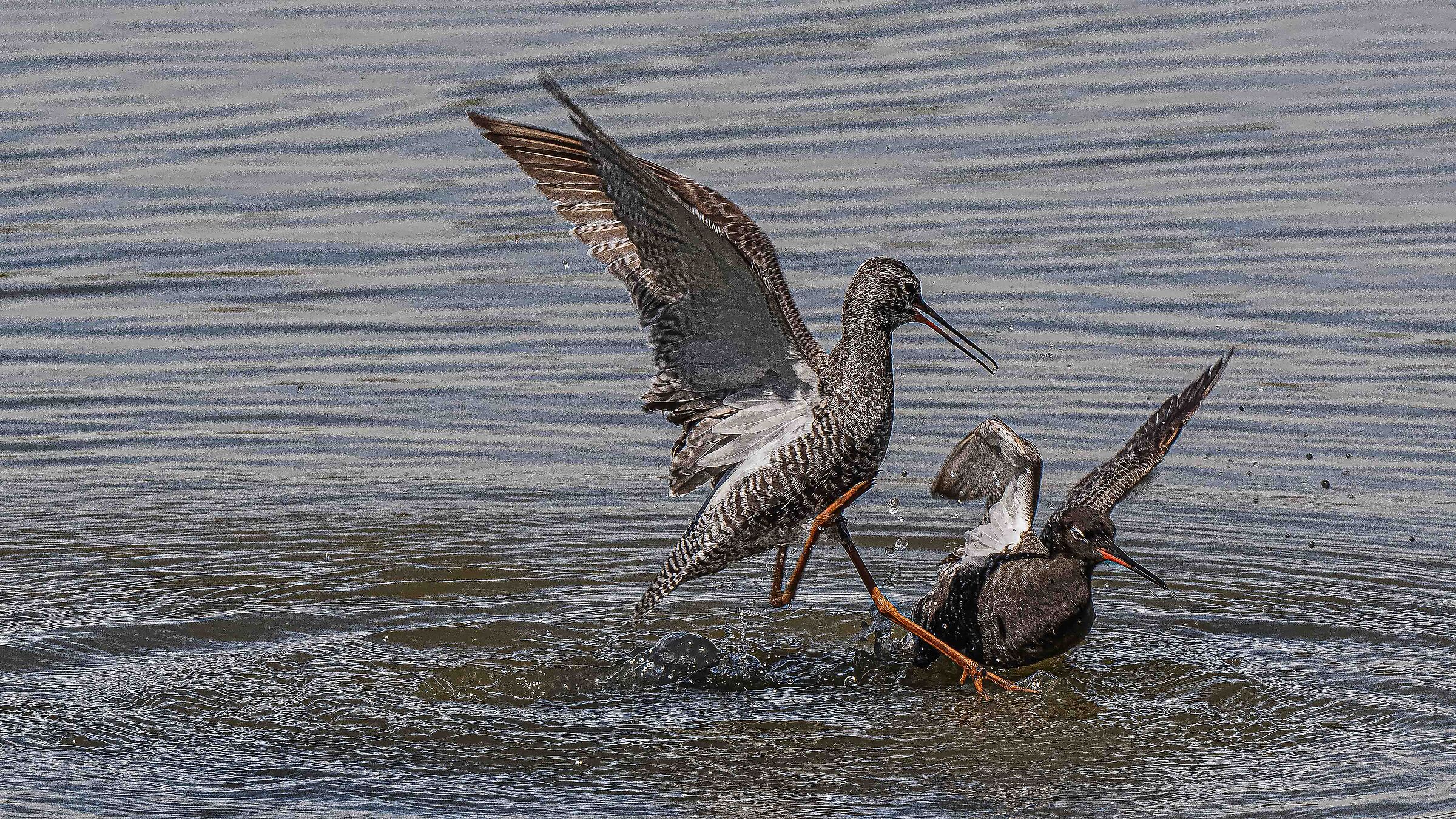 Discussione famigliare Totani Moro