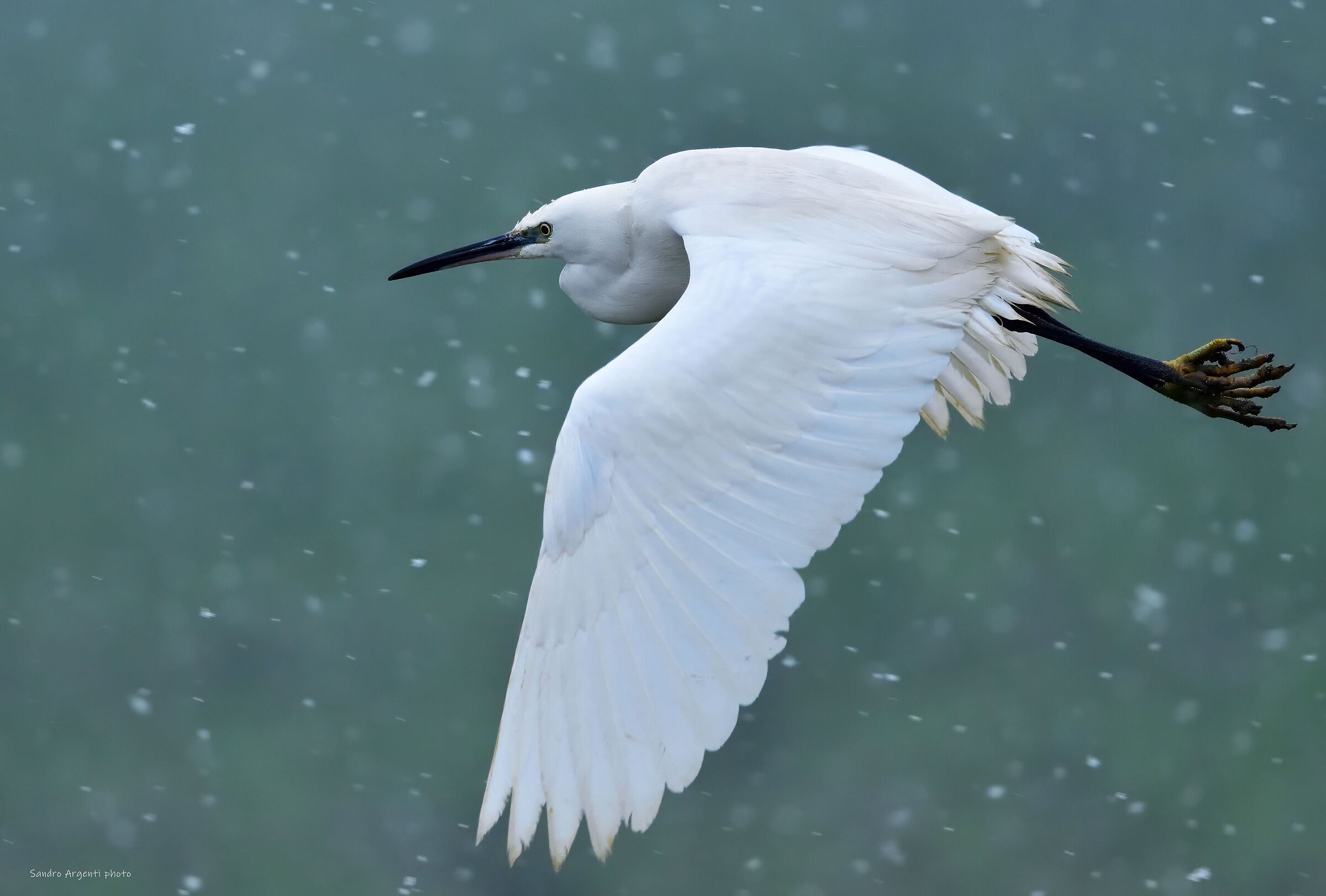 Garzetta (Egretta garzetta) vola fra la neve.