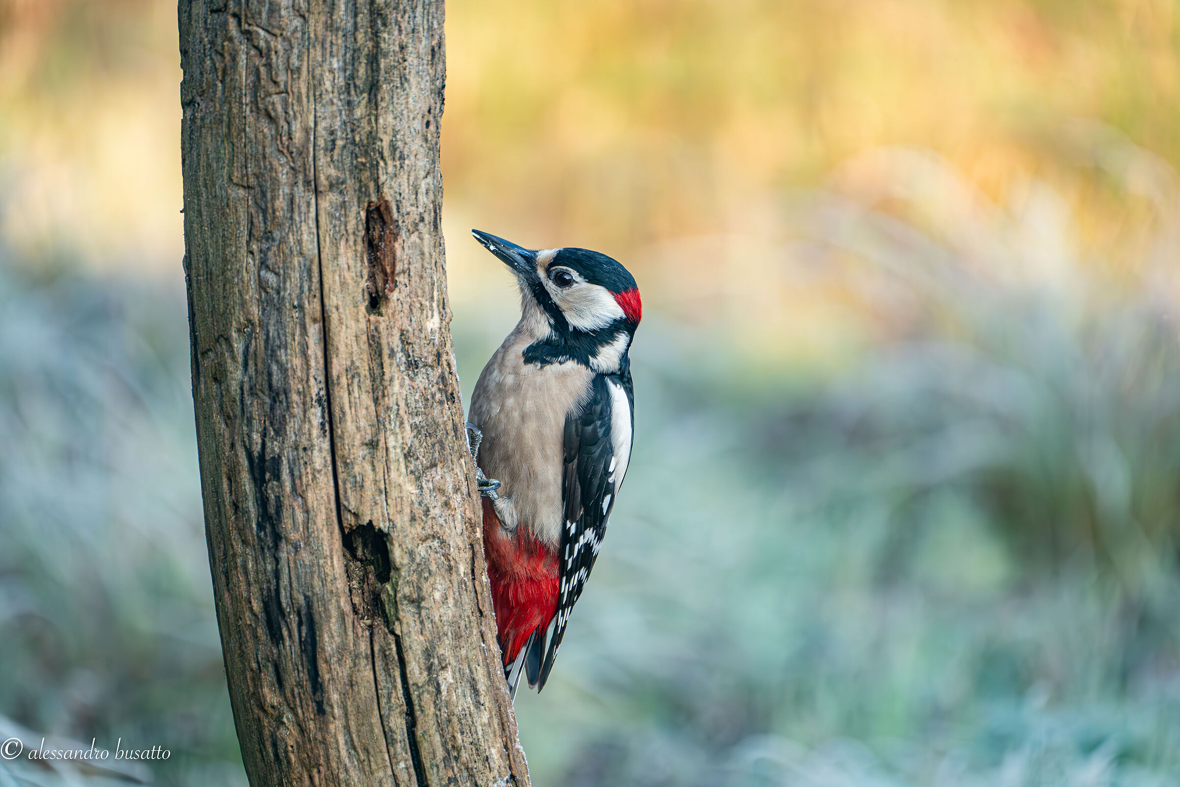 Great spotted woodpecker