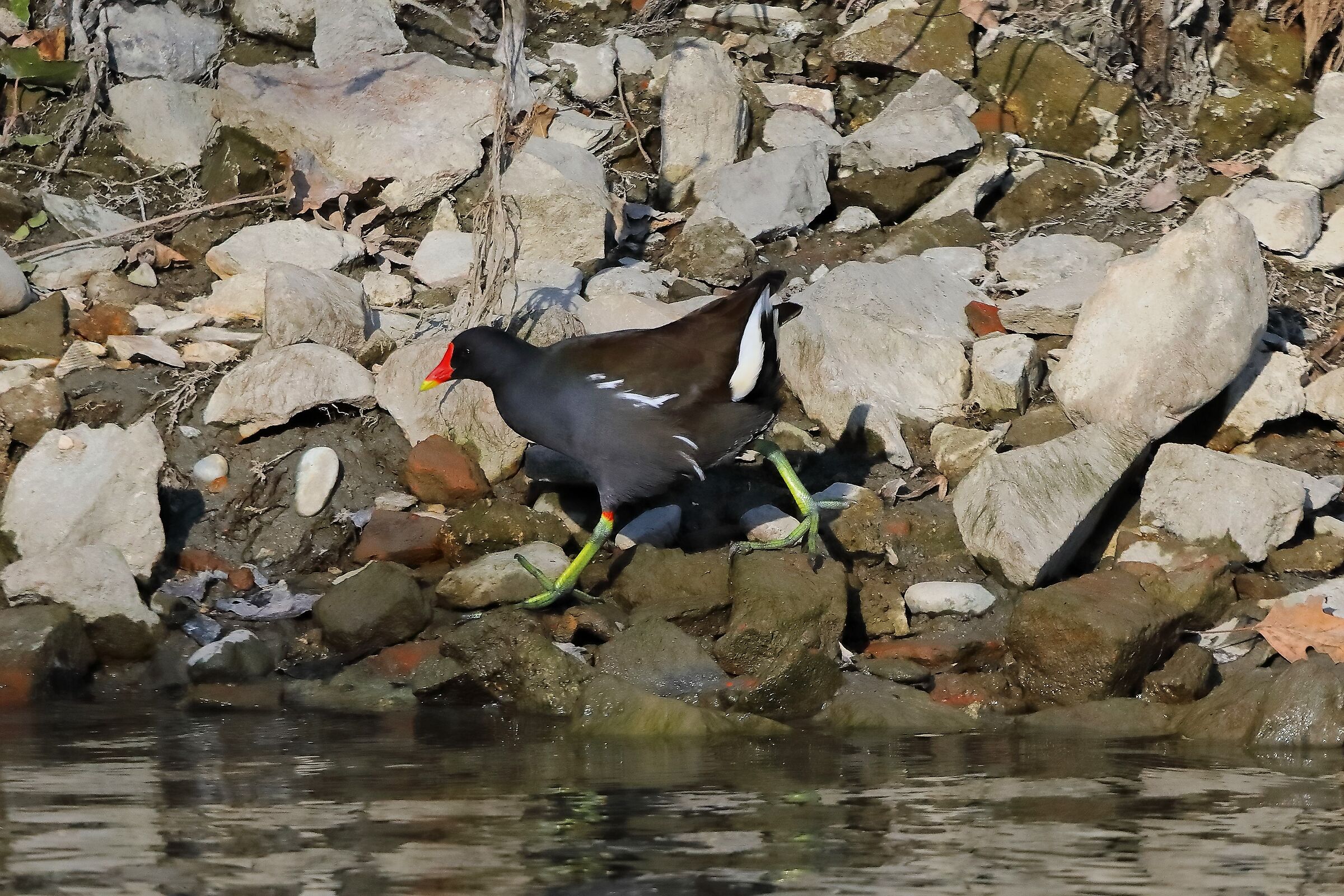 Gallinella 05 February 2024 - 0042