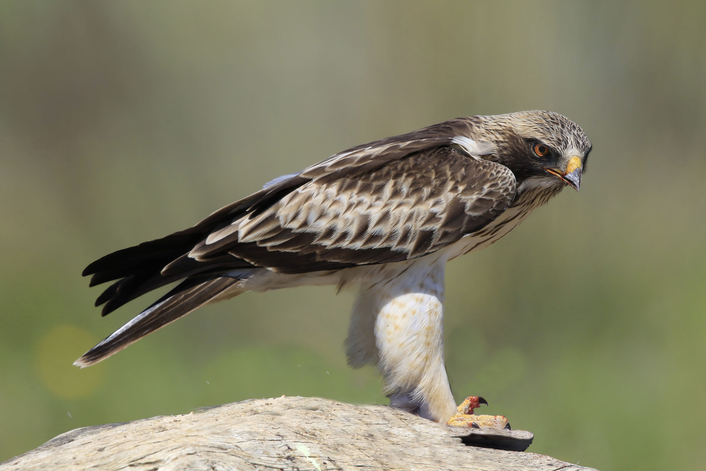 artigli insanguinati, aquila minore in fase bianca