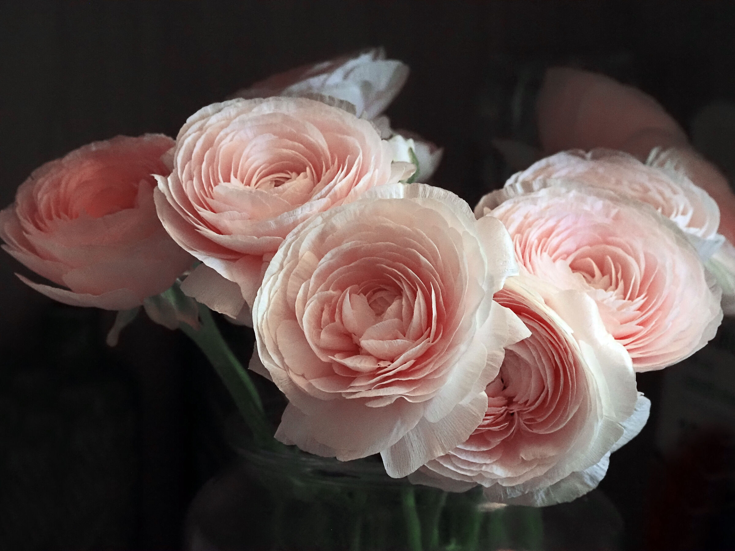 ranuncoli rosa