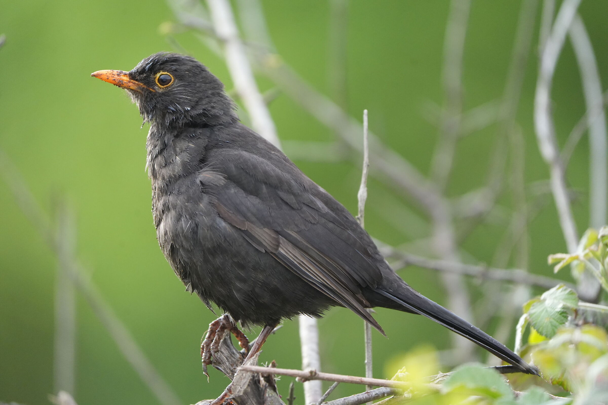 Very kind not to run away