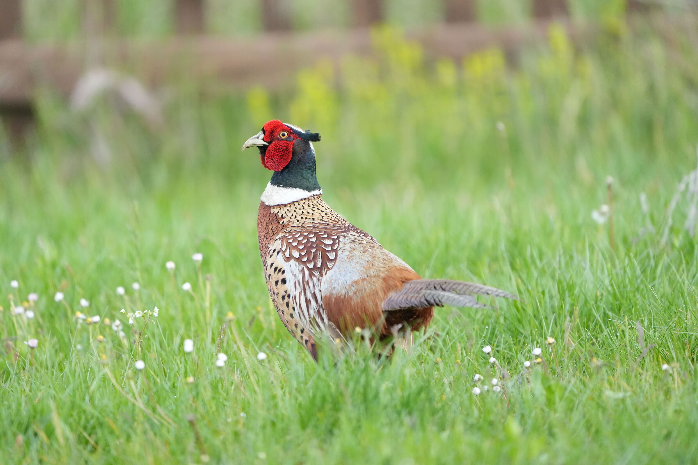 Messer Pheasant