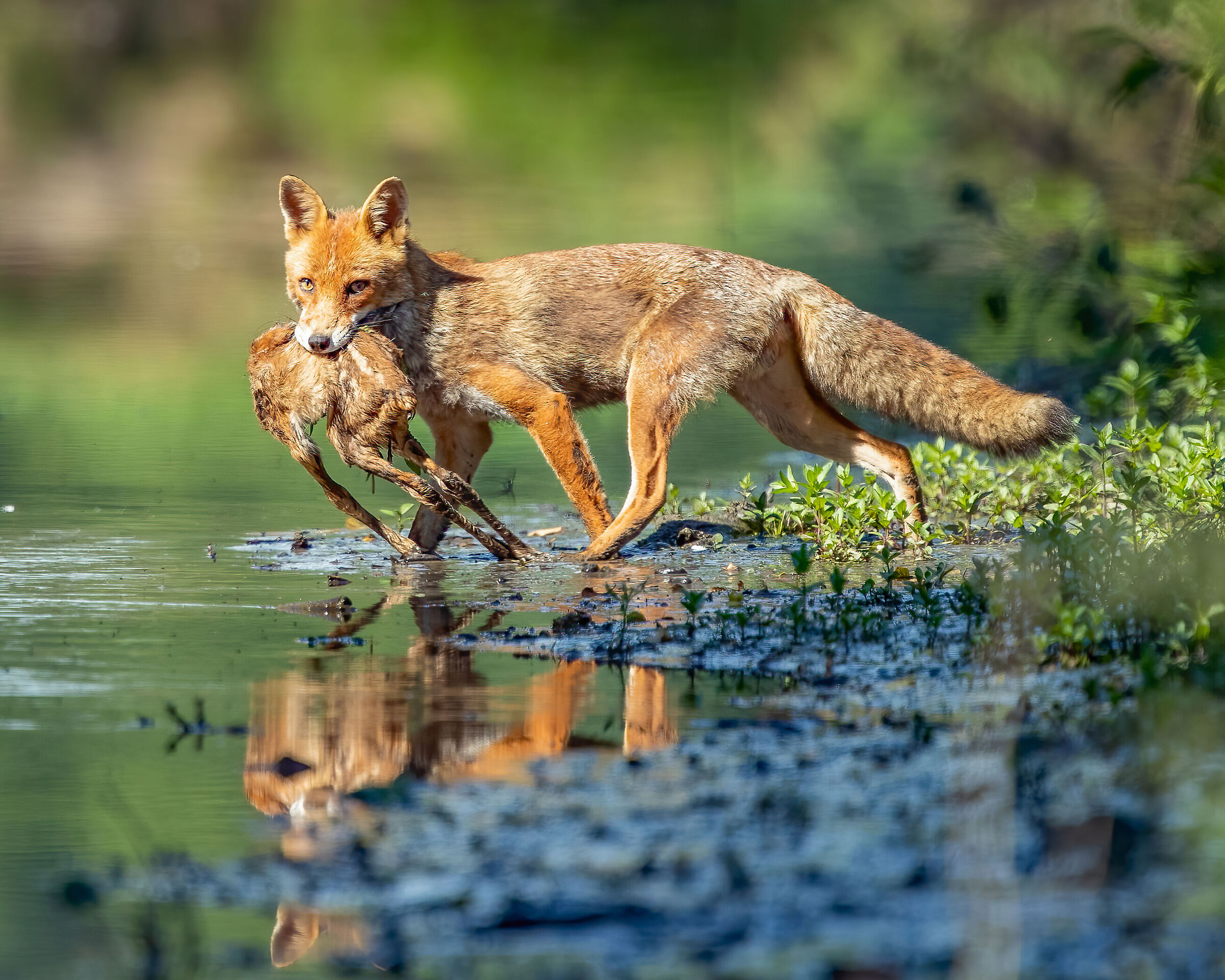 Fox with prey