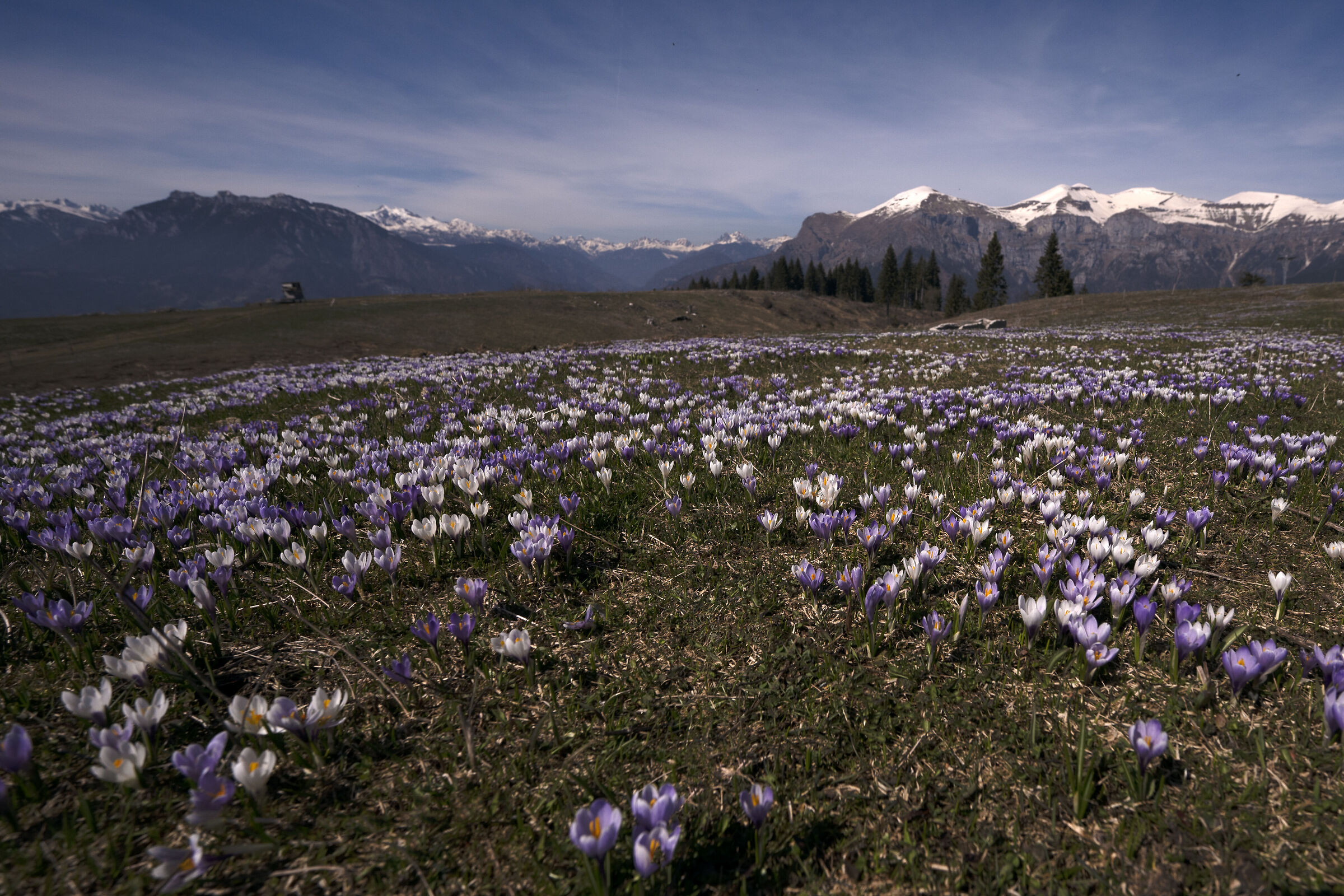 Crocus on Mount Avena National Landscape of the Dolomites