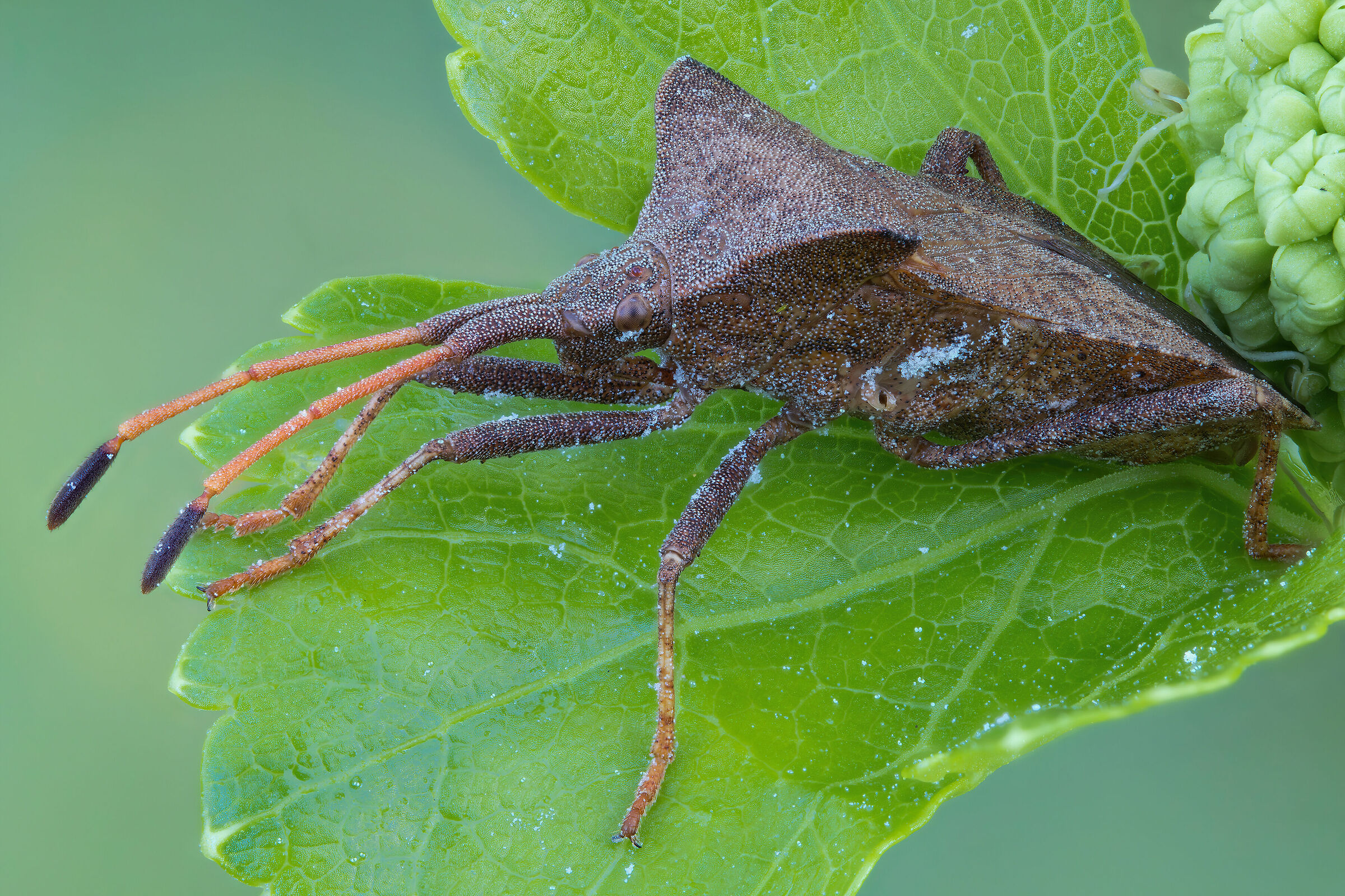Coreus marginatus