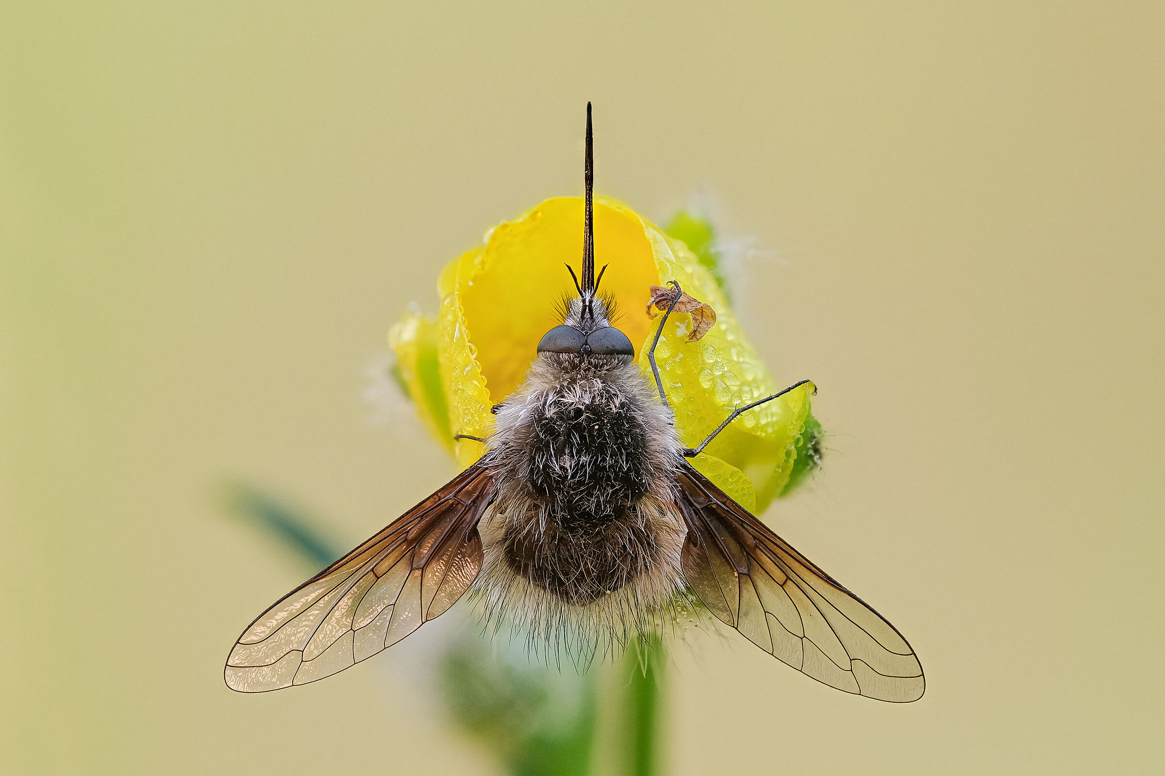 Bombylius minor