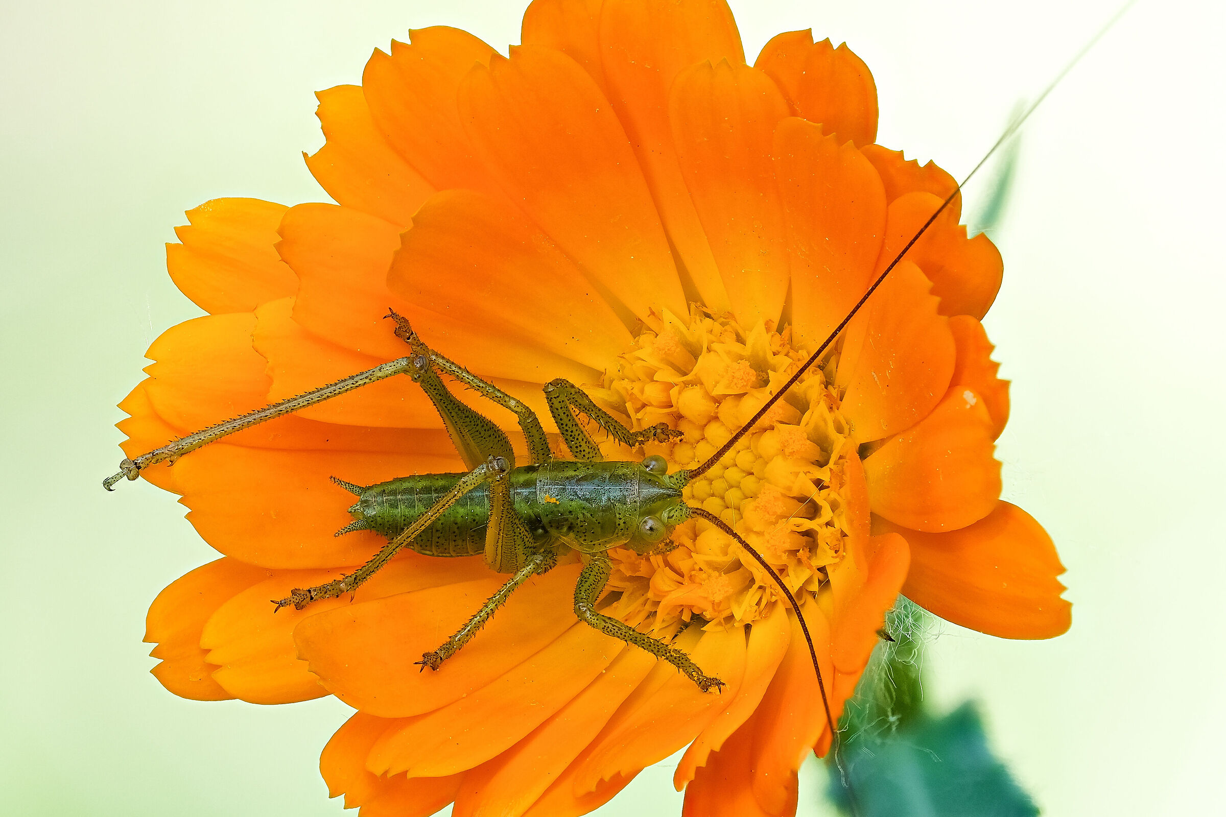 Tettigonia viridissima - nymph