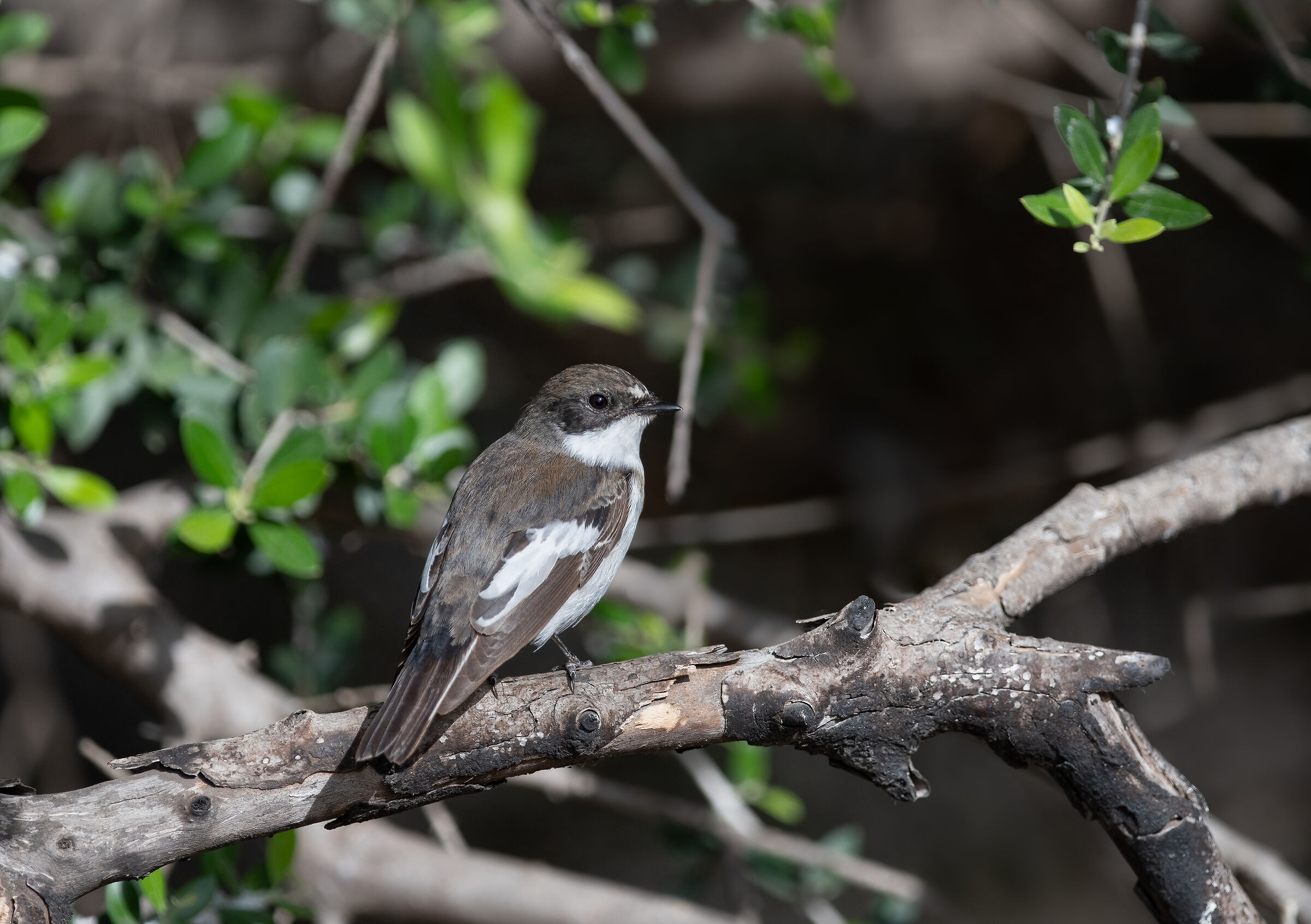 Black Flycatcher (M)