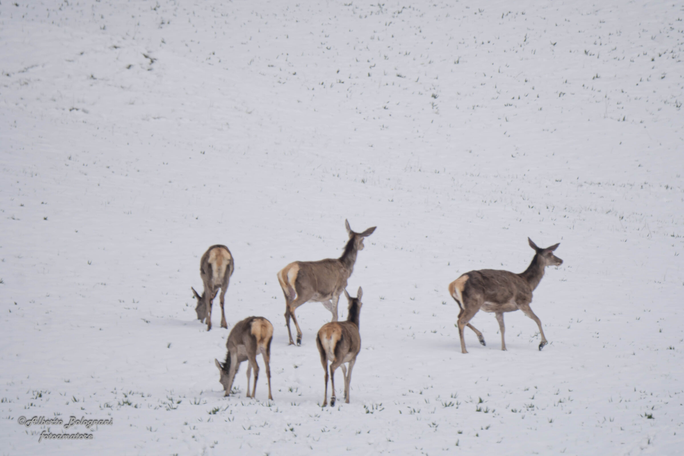 cerve dopo la nevicata
